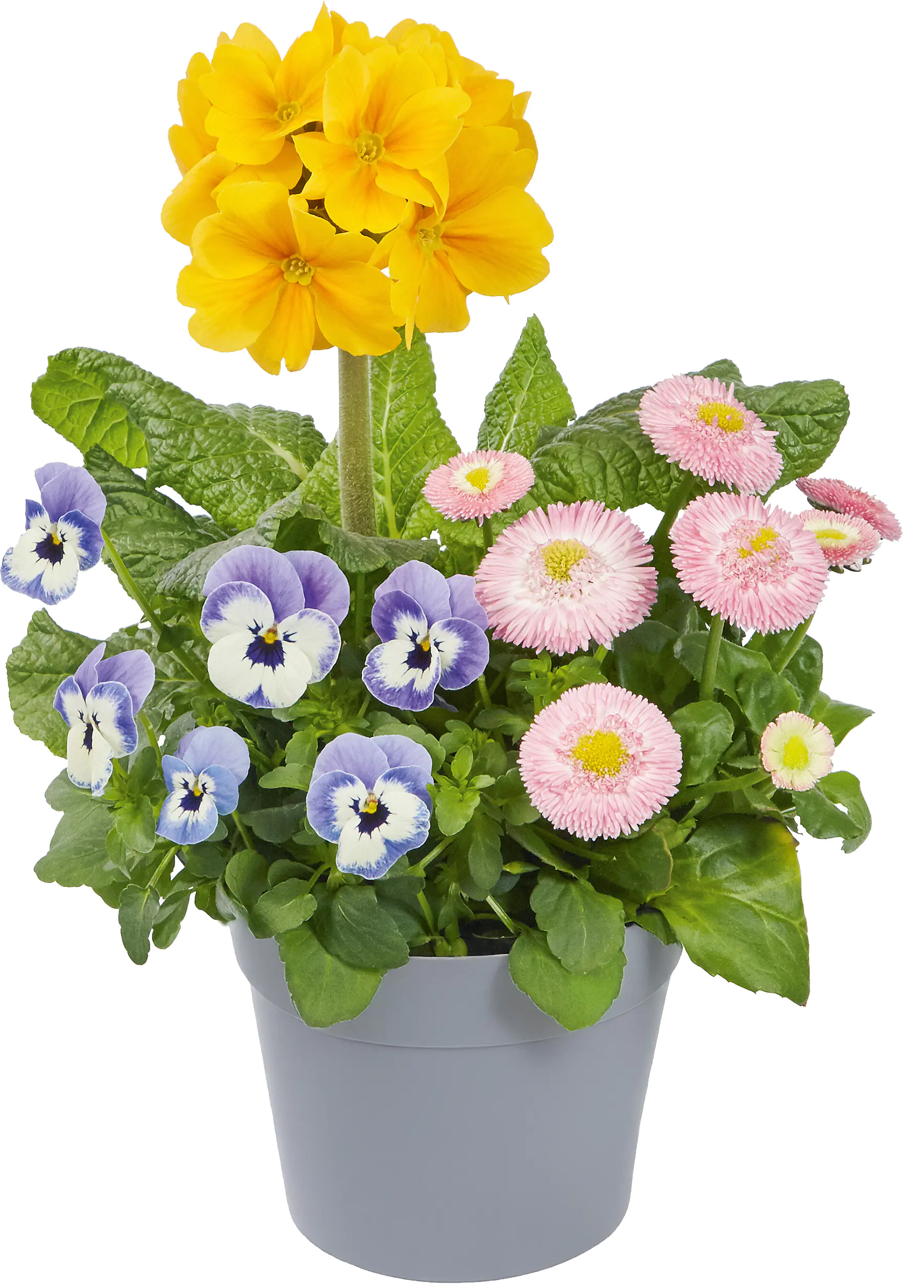 Frühlingsblüher Pflanzen-Mix Trio Collection 13 cm 