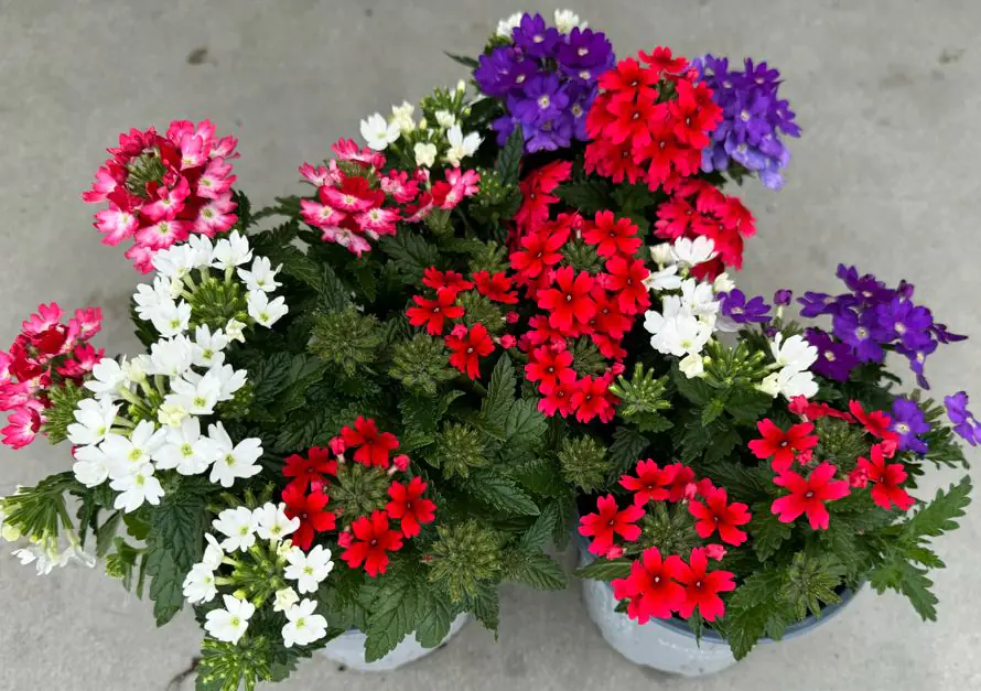 Verbena Eisenkraut dreifarbig 12 cm 