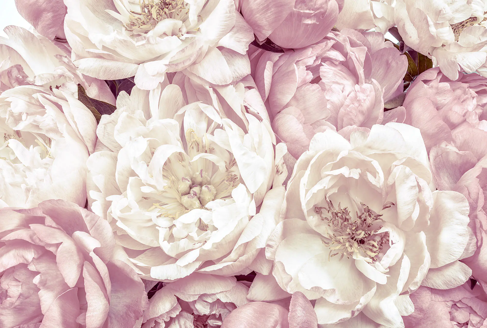 Komar Vlies Fototapete Peonies 368 x 248 cm 