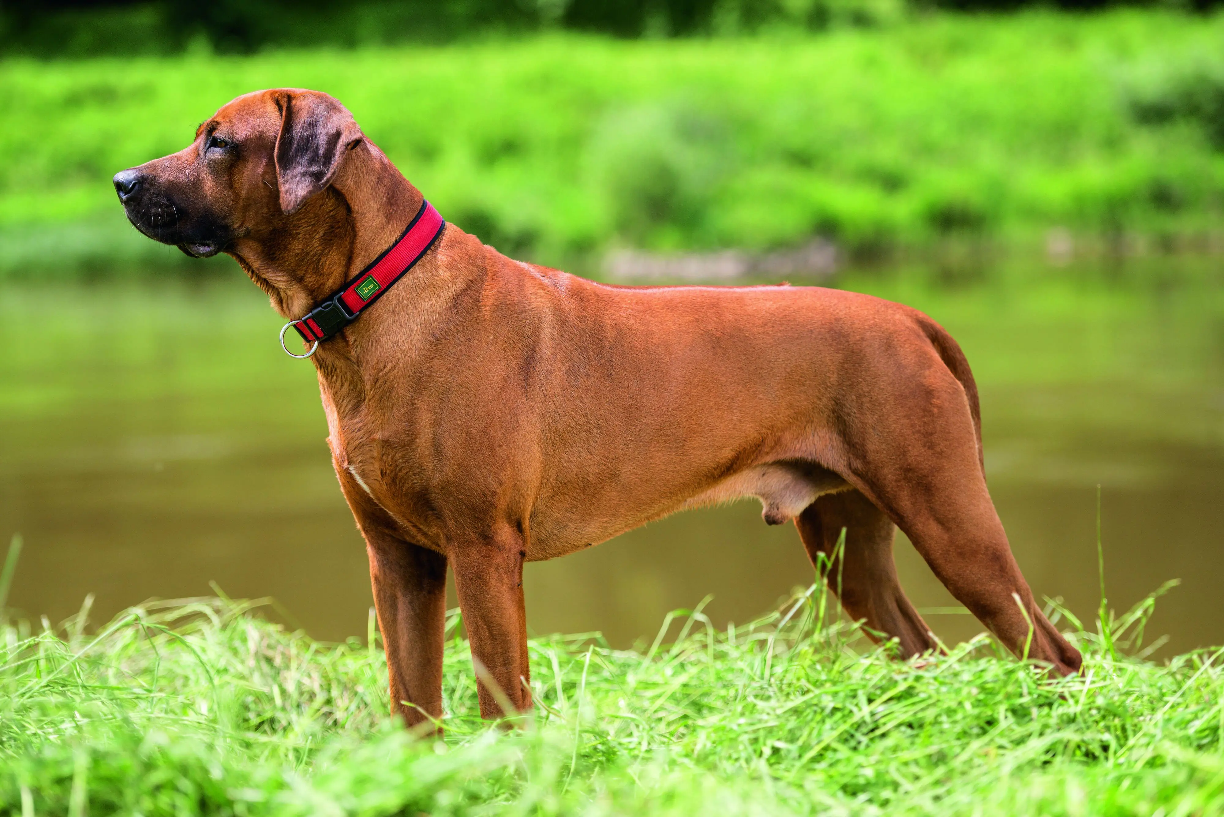Hunter Hundehalsband Vario Plus S-M rot/schwarz