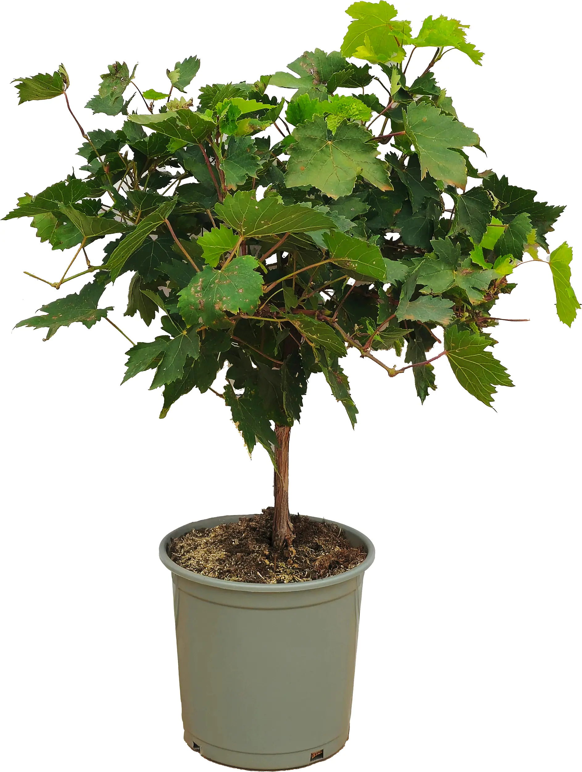 Vitis Vinifera Weinrebe 20 cm Topf  Vitis Vinifera Weinrebe 20 cm Topf