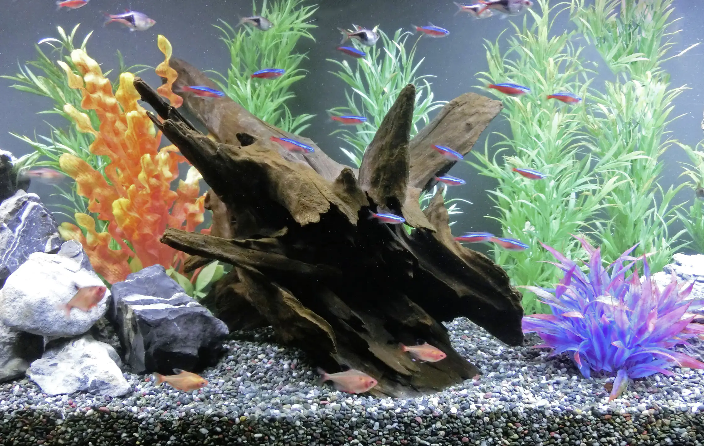 Orbit Corbo-Wurzel L 30 x 40 x 50 cm