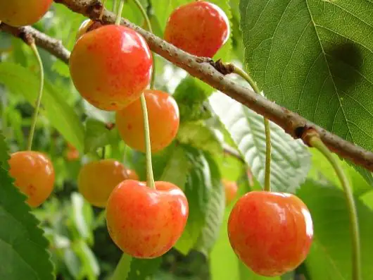 Süßkirschenbaum Große Prinzessinkirsche 7,5 L Container