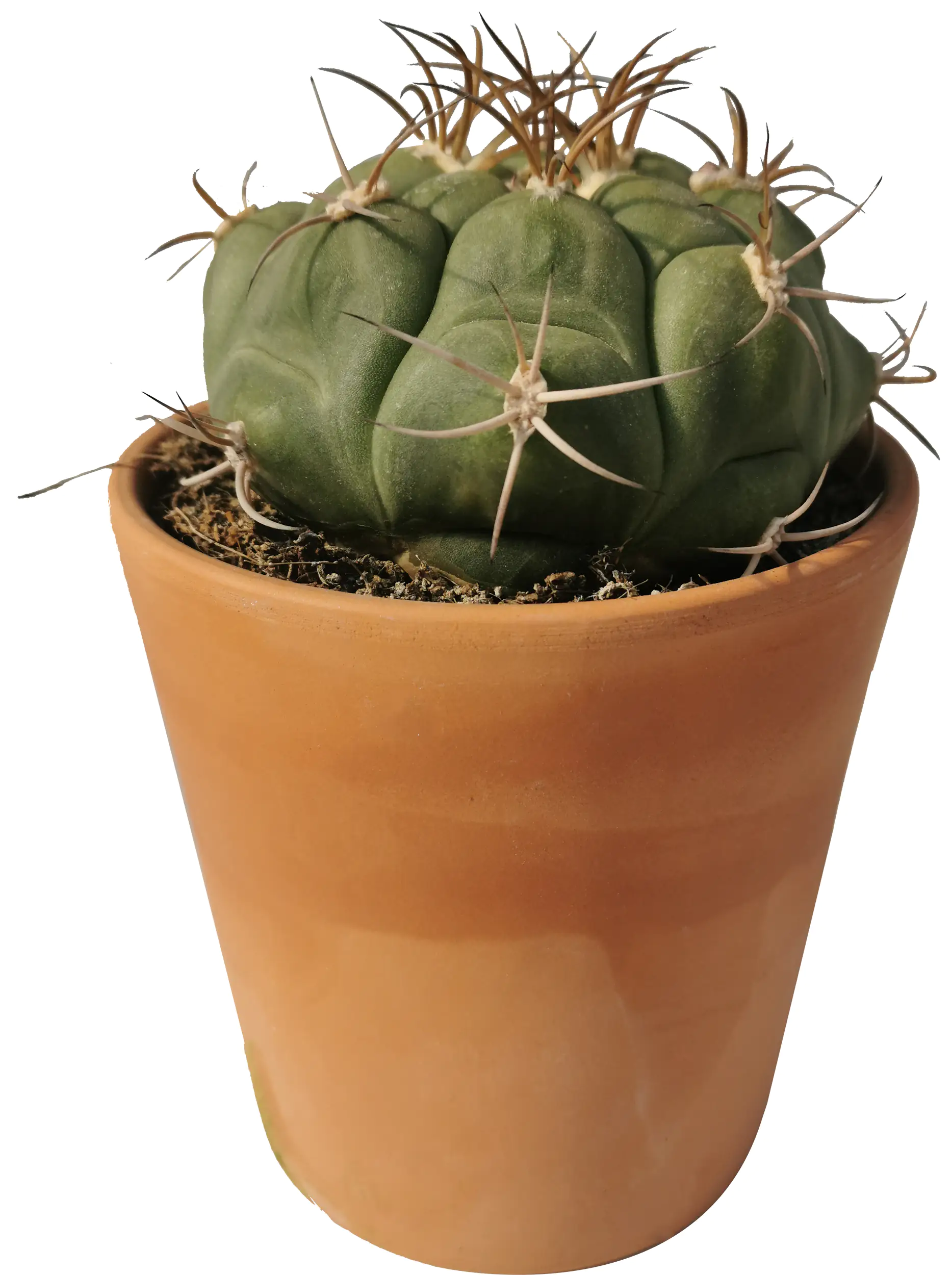 Kakteen Cactus in terracotta 11 cm Topf Kakteen Cactus in terracotta 11 cm Topf