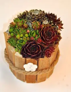 Arragement Hauswurz Sempervivum 13 cm Holzfass