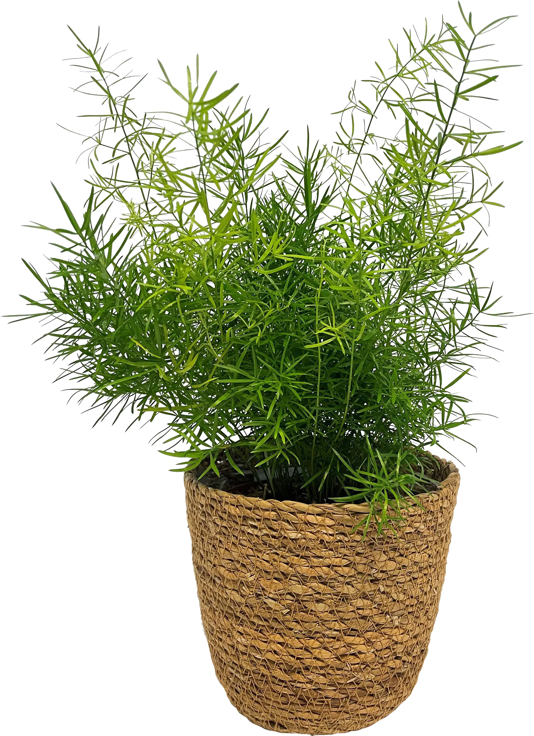 Grünpflanzen Mix 12cm im Meeresgras-Korb
