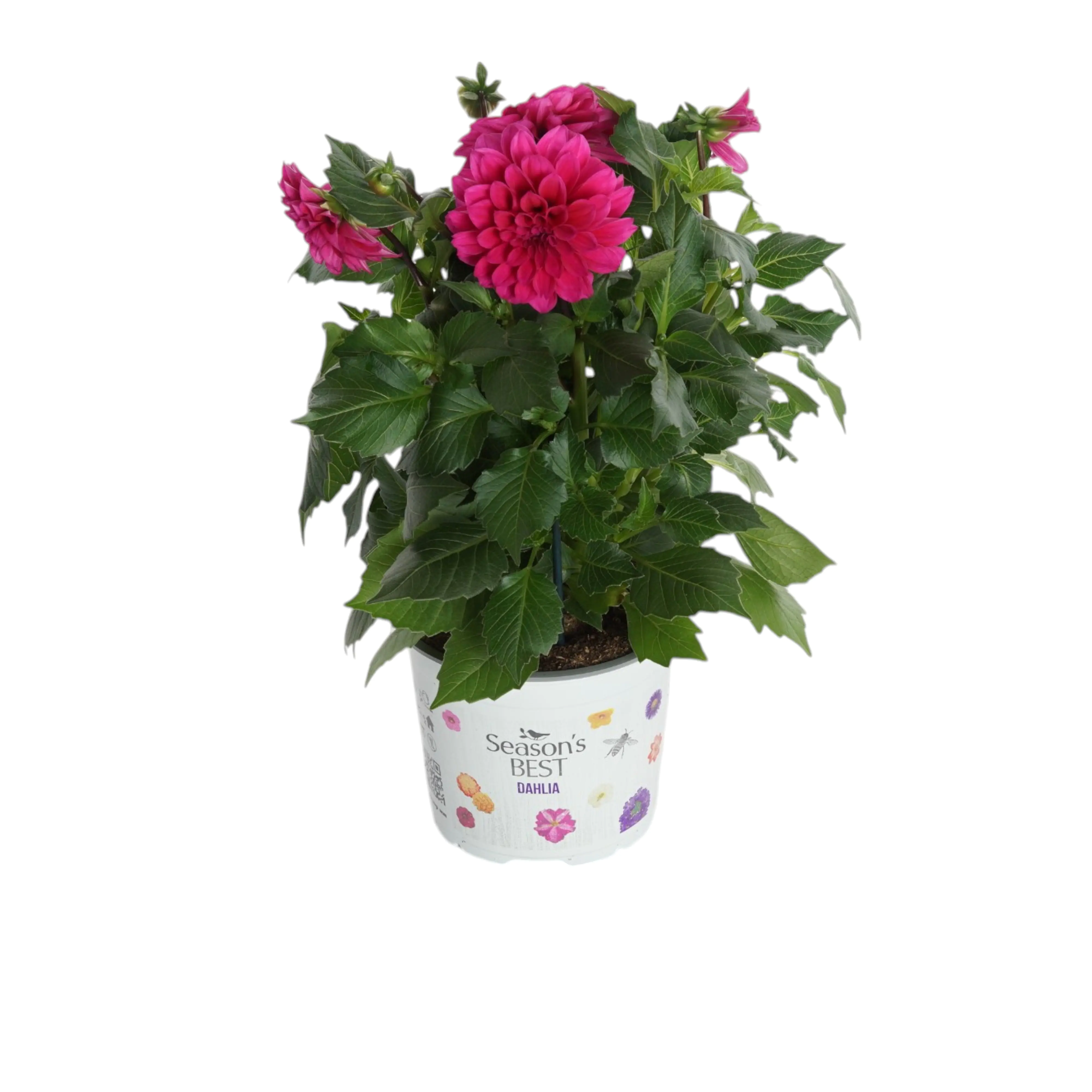 Beet- und Balkonpflanzen Dahlia Dahlie 10,5 cm Topf