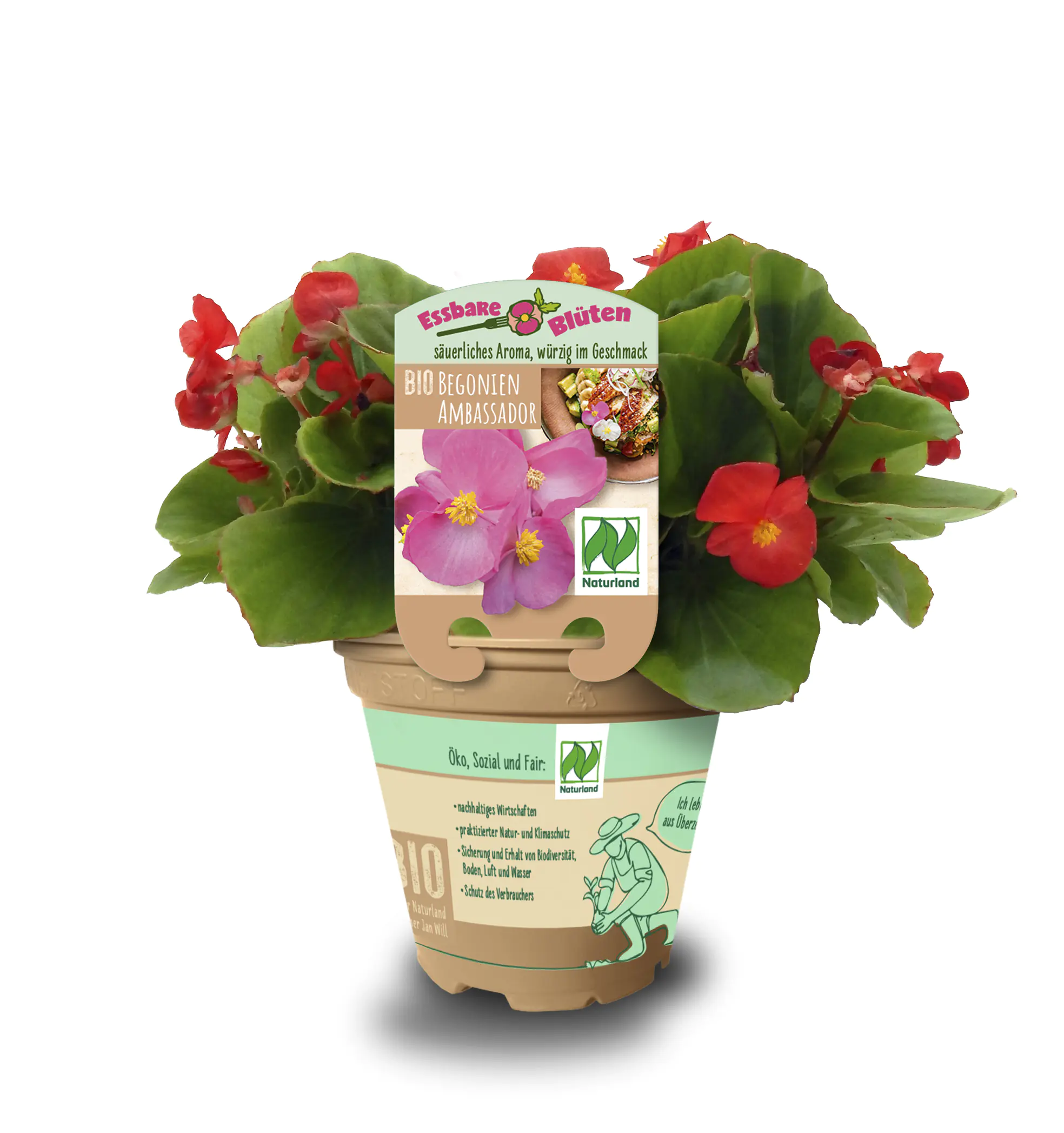 Begonien Begonia 13 cm Topf