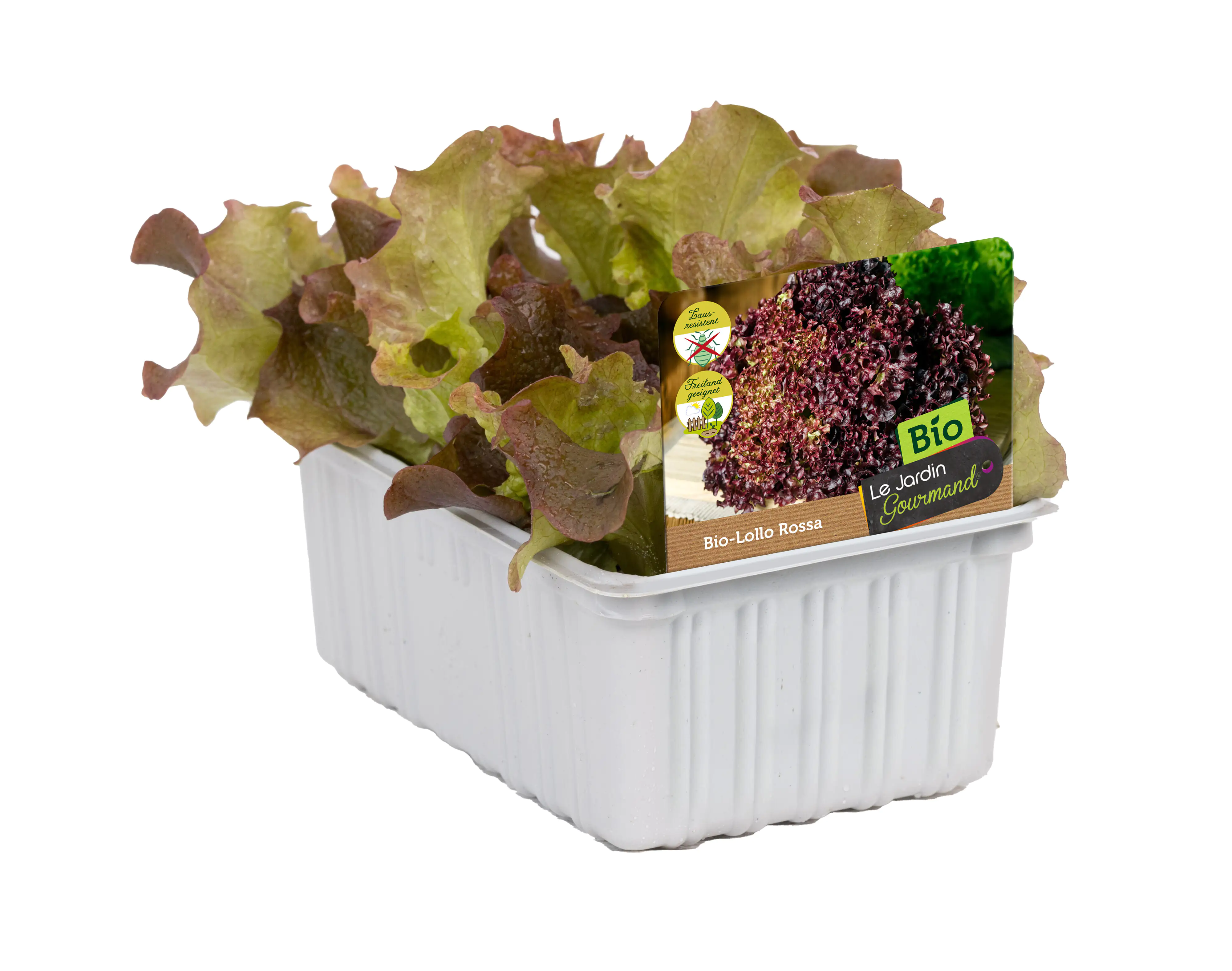 Bio Salat- und Gemüsesetzlinge Lollo Rossa Lactuca sativa var. Crispa 6er Schale