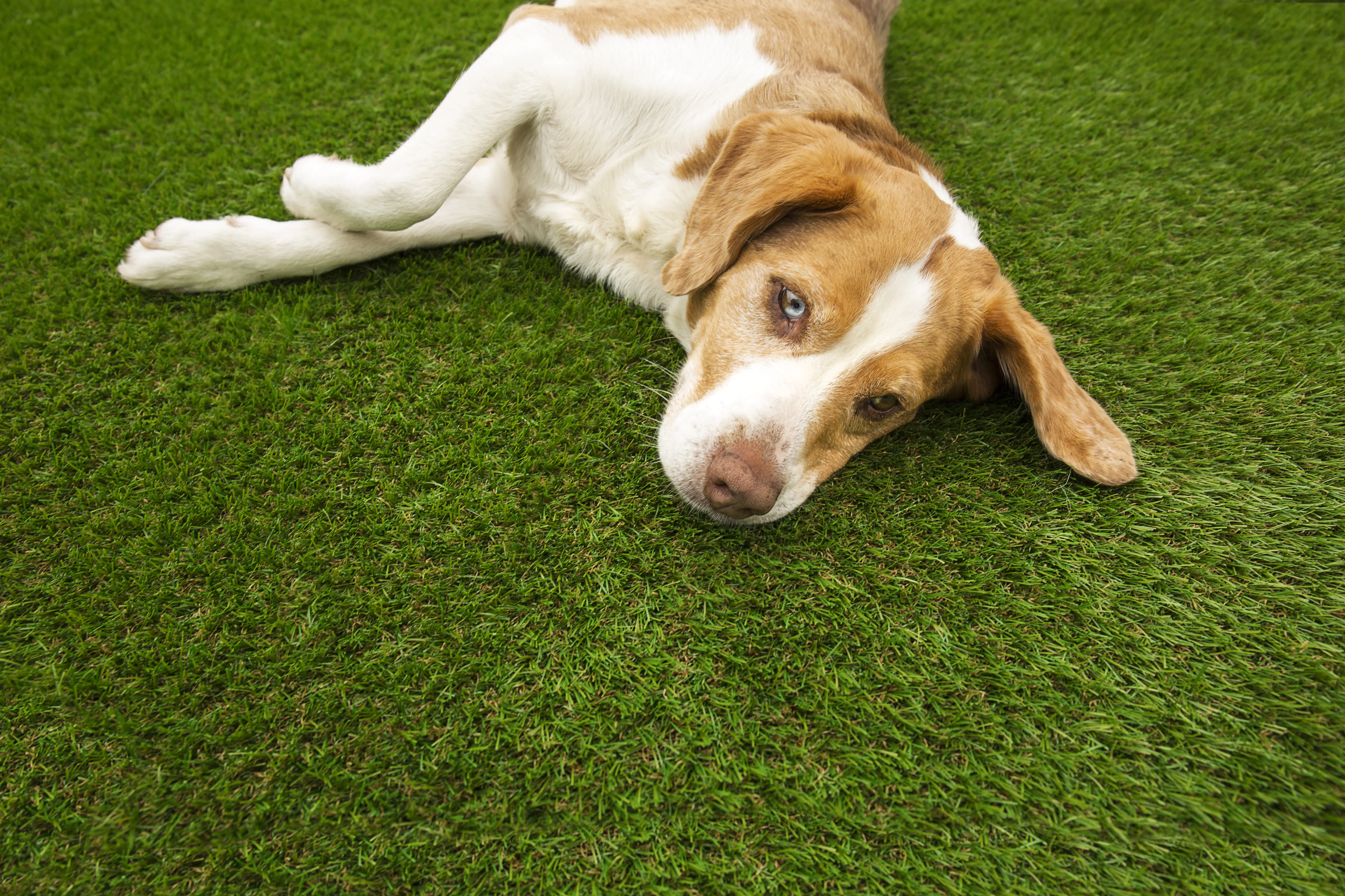 Kunstrasen Leros getuftet, grün, 4 m, mit Drainagelöchern,