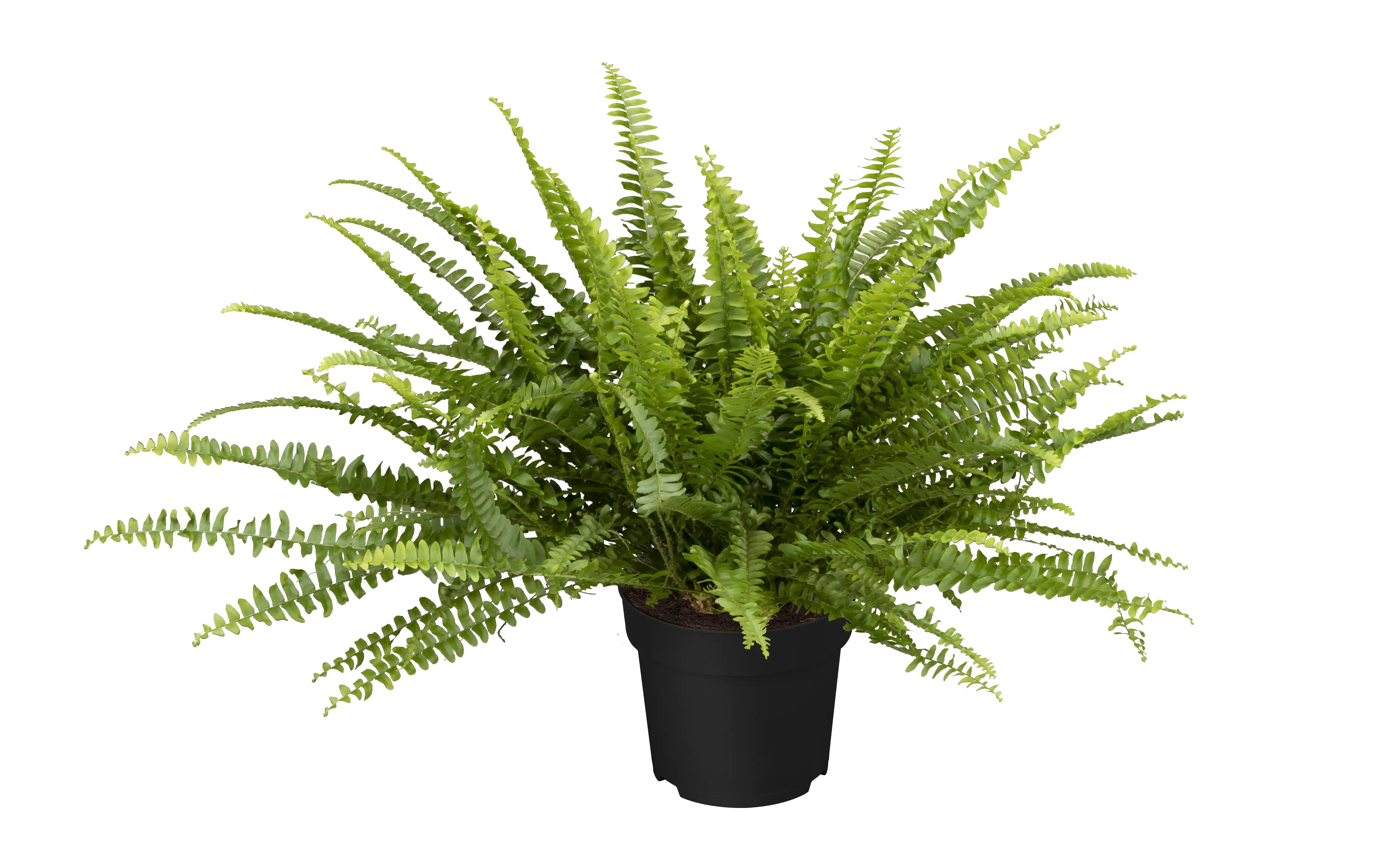 8717432103217 Schwertfarn Nephrolepis exaltata Green Lady H ca. 60 cm 17 cm Topf