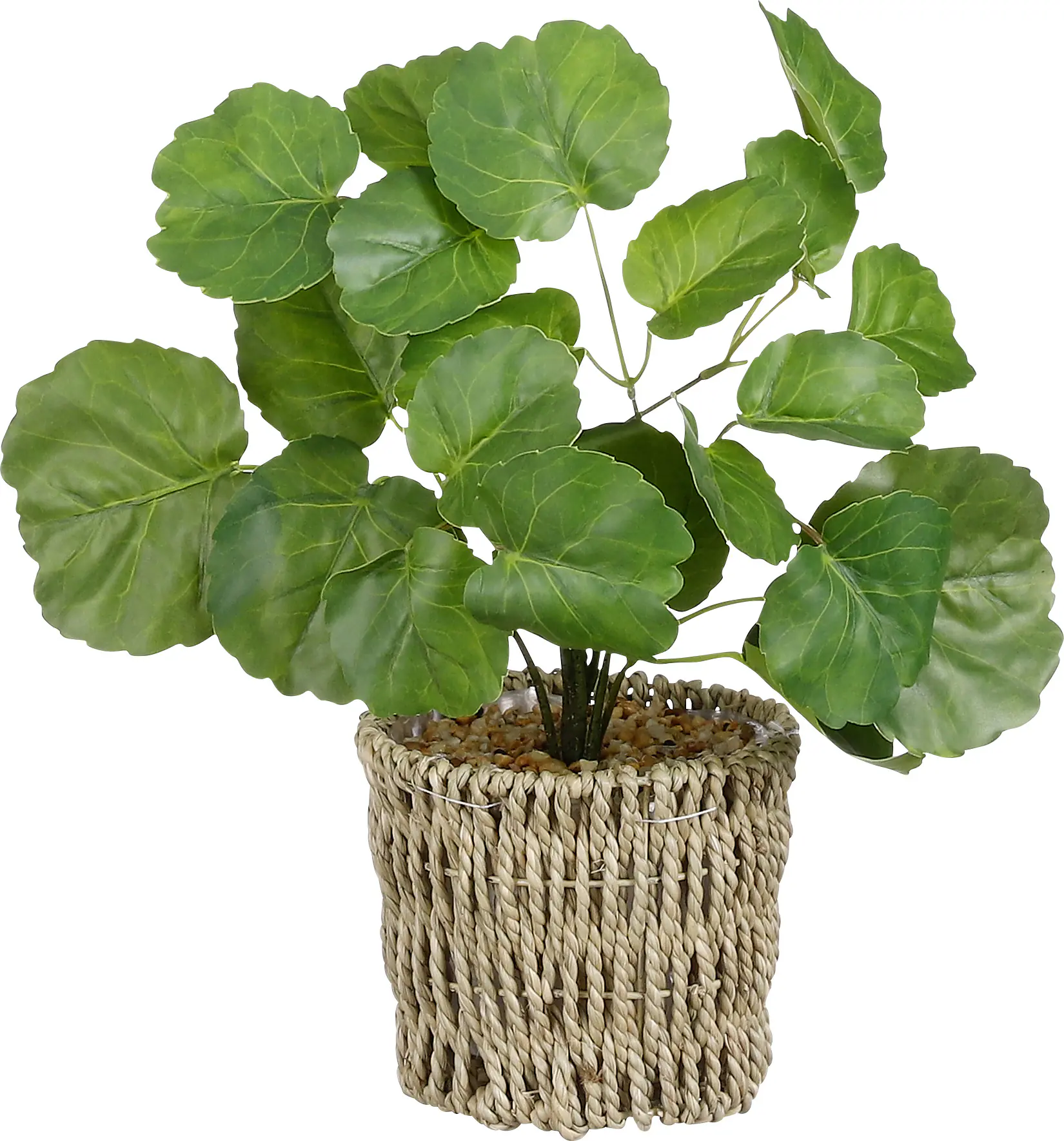 Mica Kunstpflanze Ficus im Korb grün 33 x 12 cm