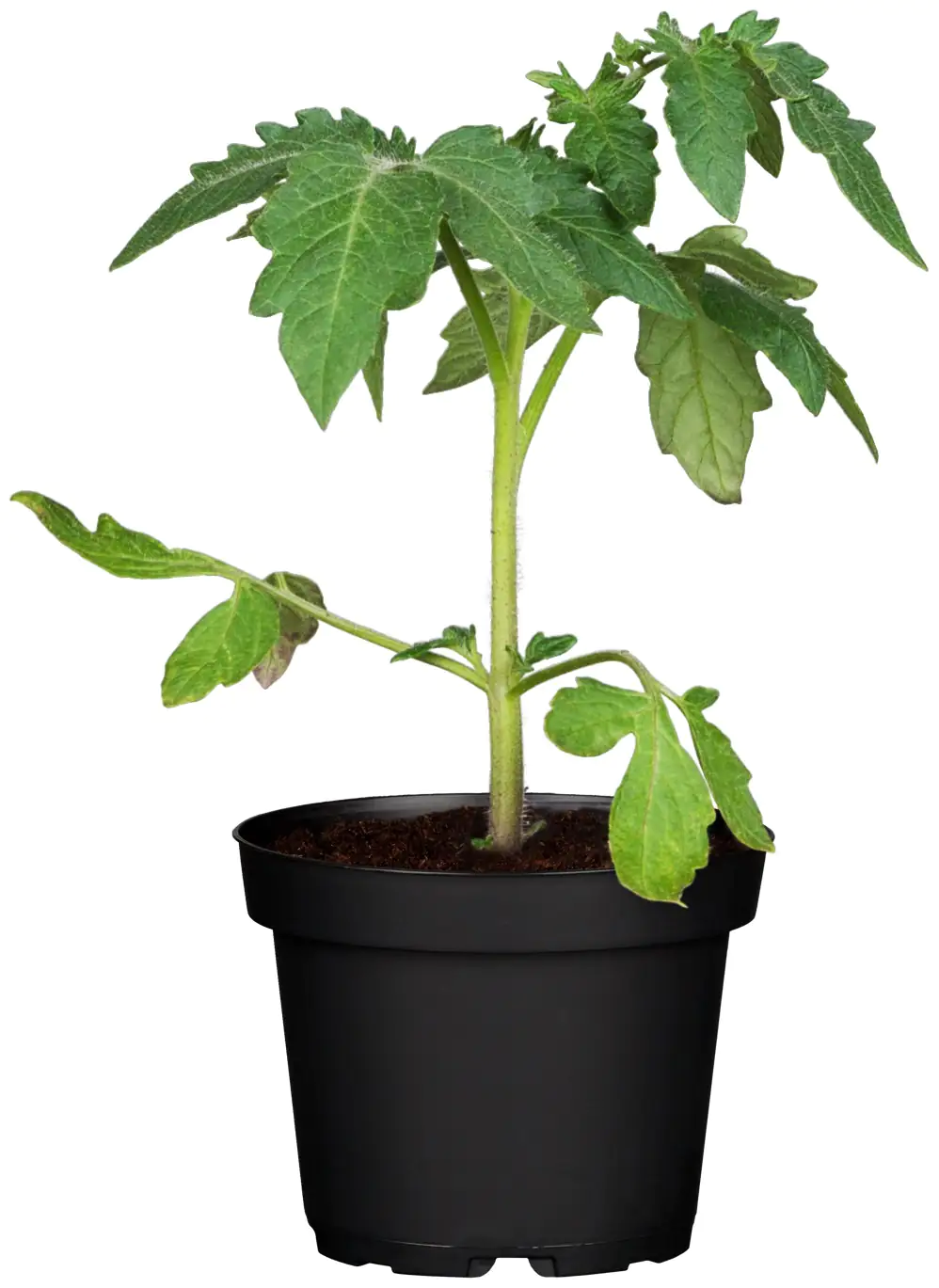 Tomatenpflanzen Solanum lycopersicum Cocktailtomate gelb krautfäuleresistent 10,5 cm Topf