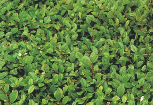 Bodendeckerpflanzen Kriechmispel Cotoneaster dammeri radicans  13c m Topf