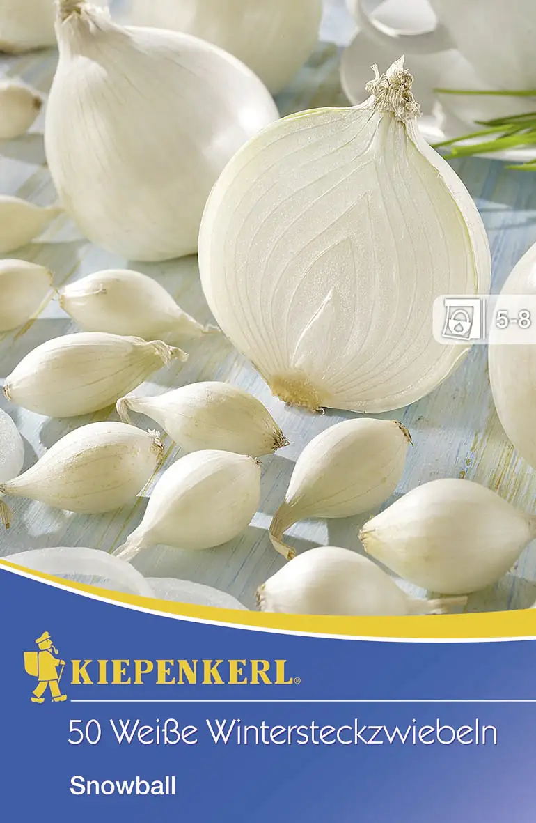 Wintersteckzwiebel Snowball Allium cepa