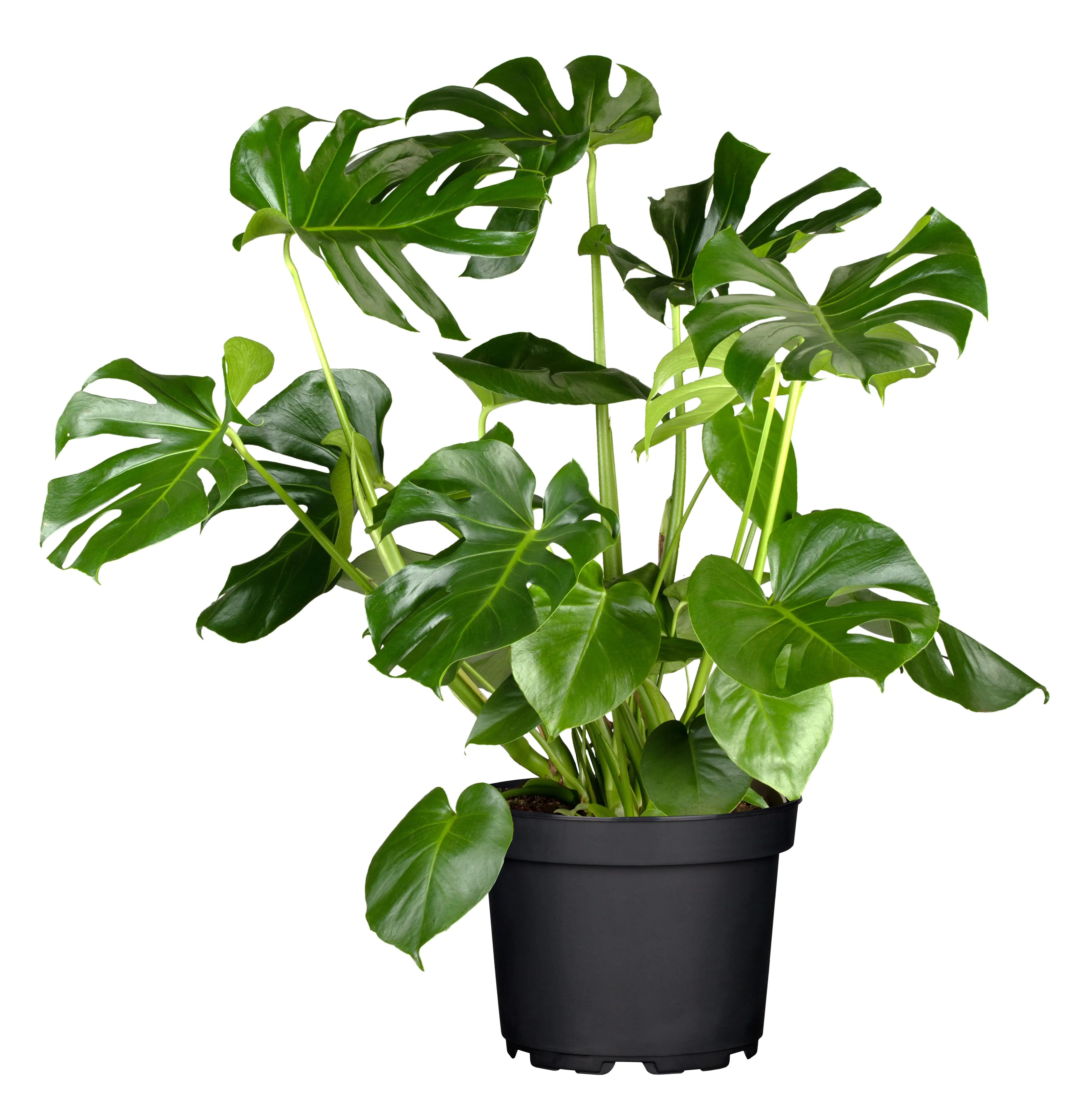 Fensterblatt Monstera Deliciosa H ca. 80 cm 21 cm Topf 