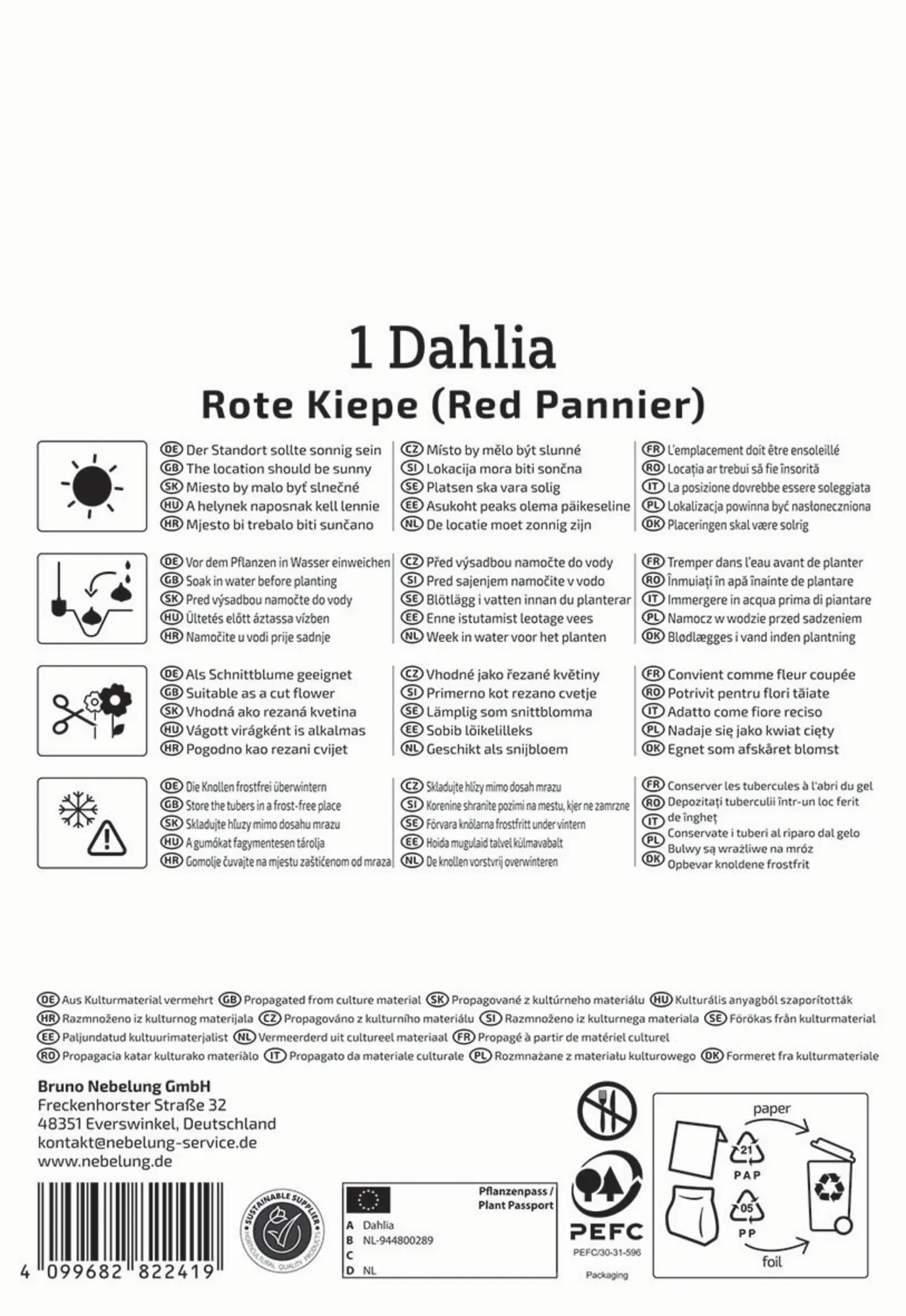 Kiepenkerl Profi-Line Frühjahrsblumenzwiebel Dekorative Dahlie Rote Kiepe 1 Stück