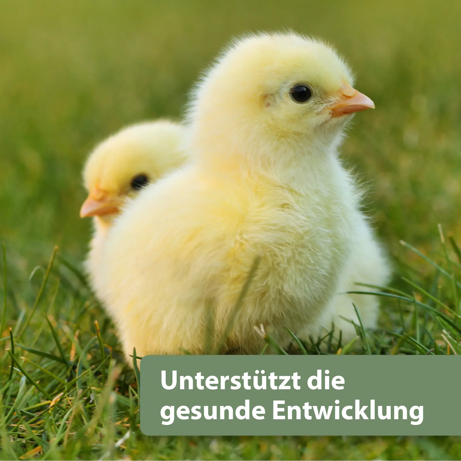 Quiko Hobbyfarming Vitalfit für Hühner und Geflügel 250 g