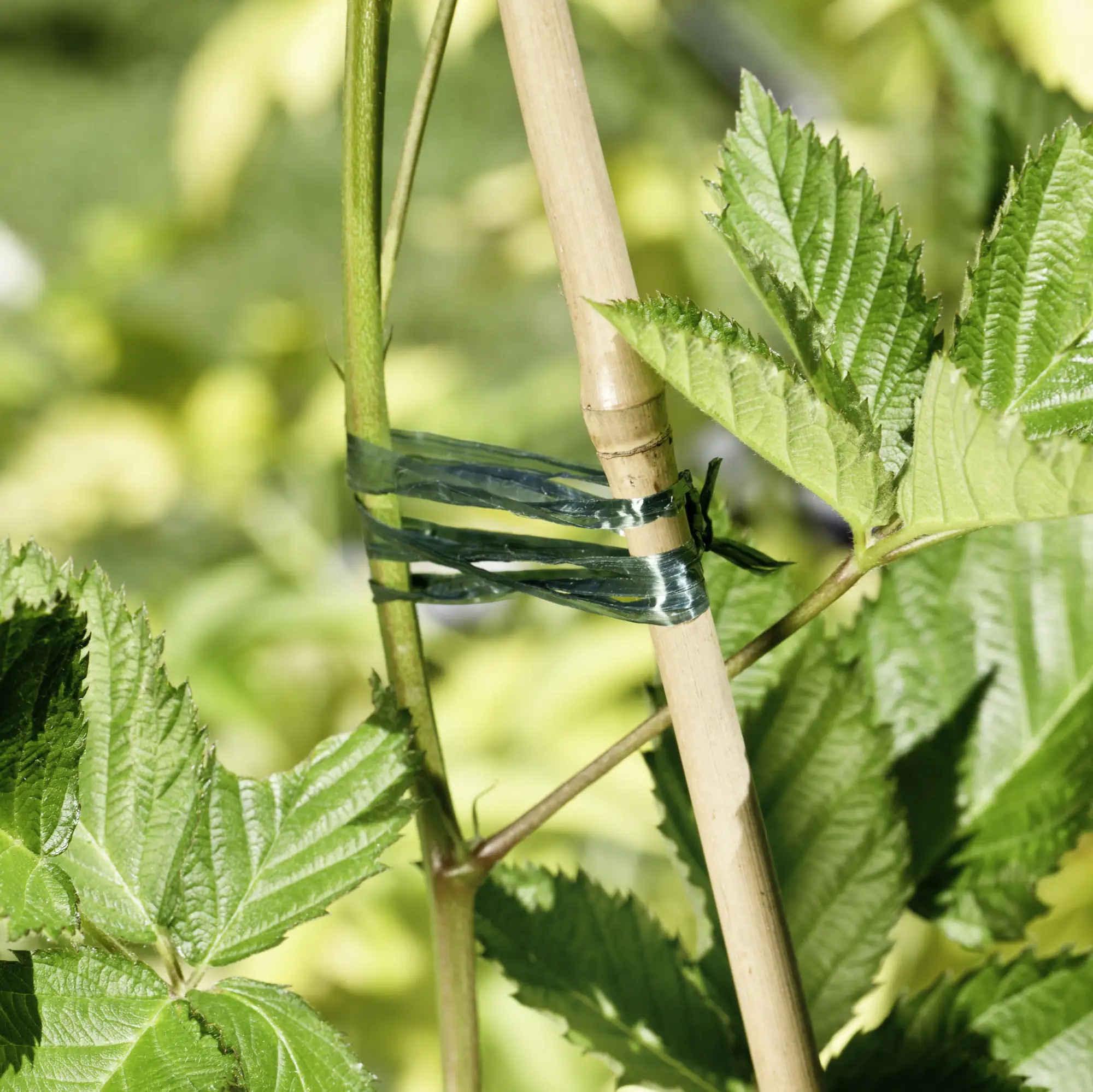 Windhager Kunstbast 400 m, grün