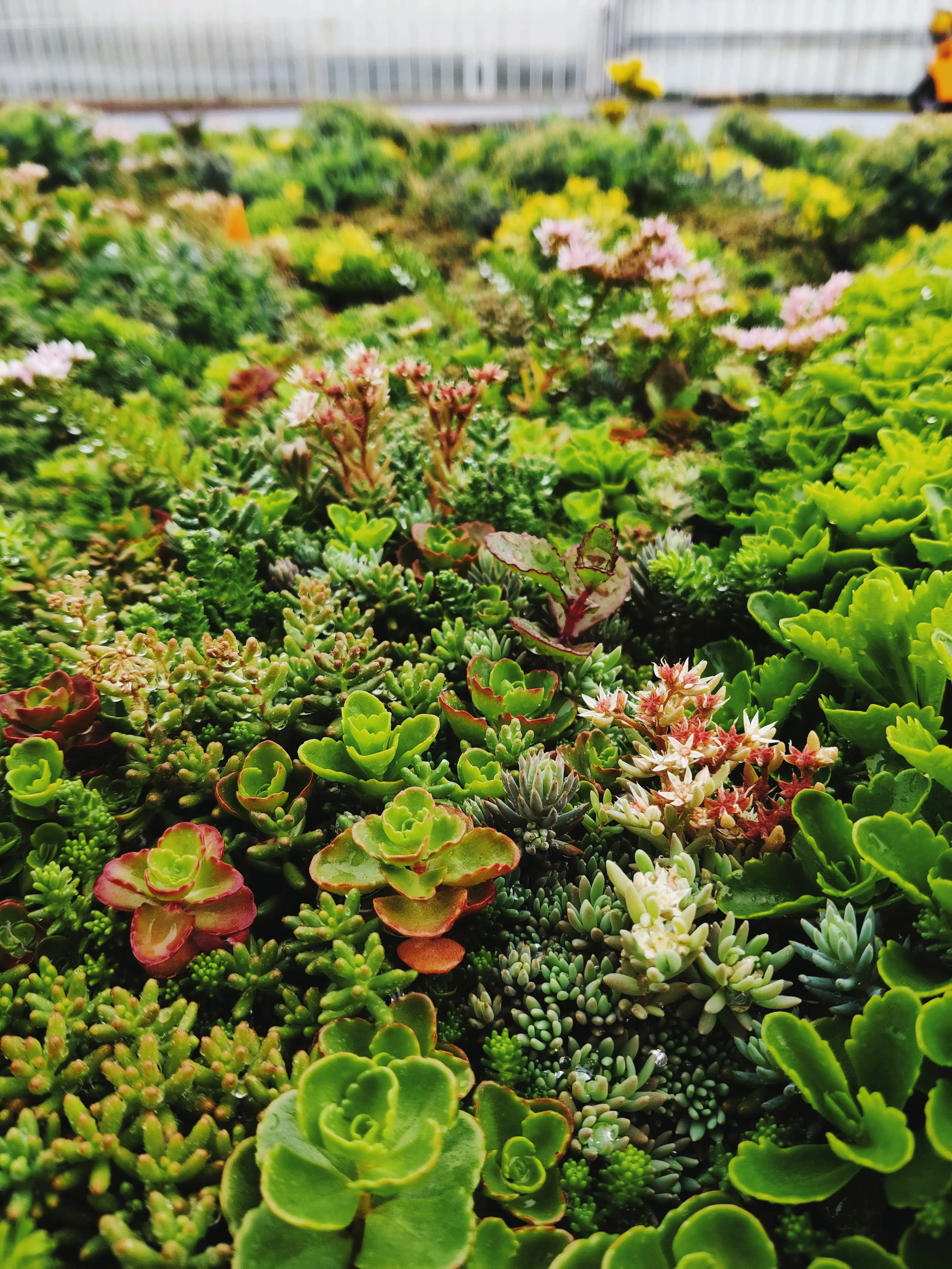 Dachbegrünung bis 25° Dachneigung 9 m²