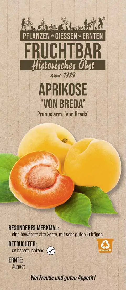 Stadt Ernte Bio Obstbaum Aprikose von Breda H 150 cm 29 cm Topf