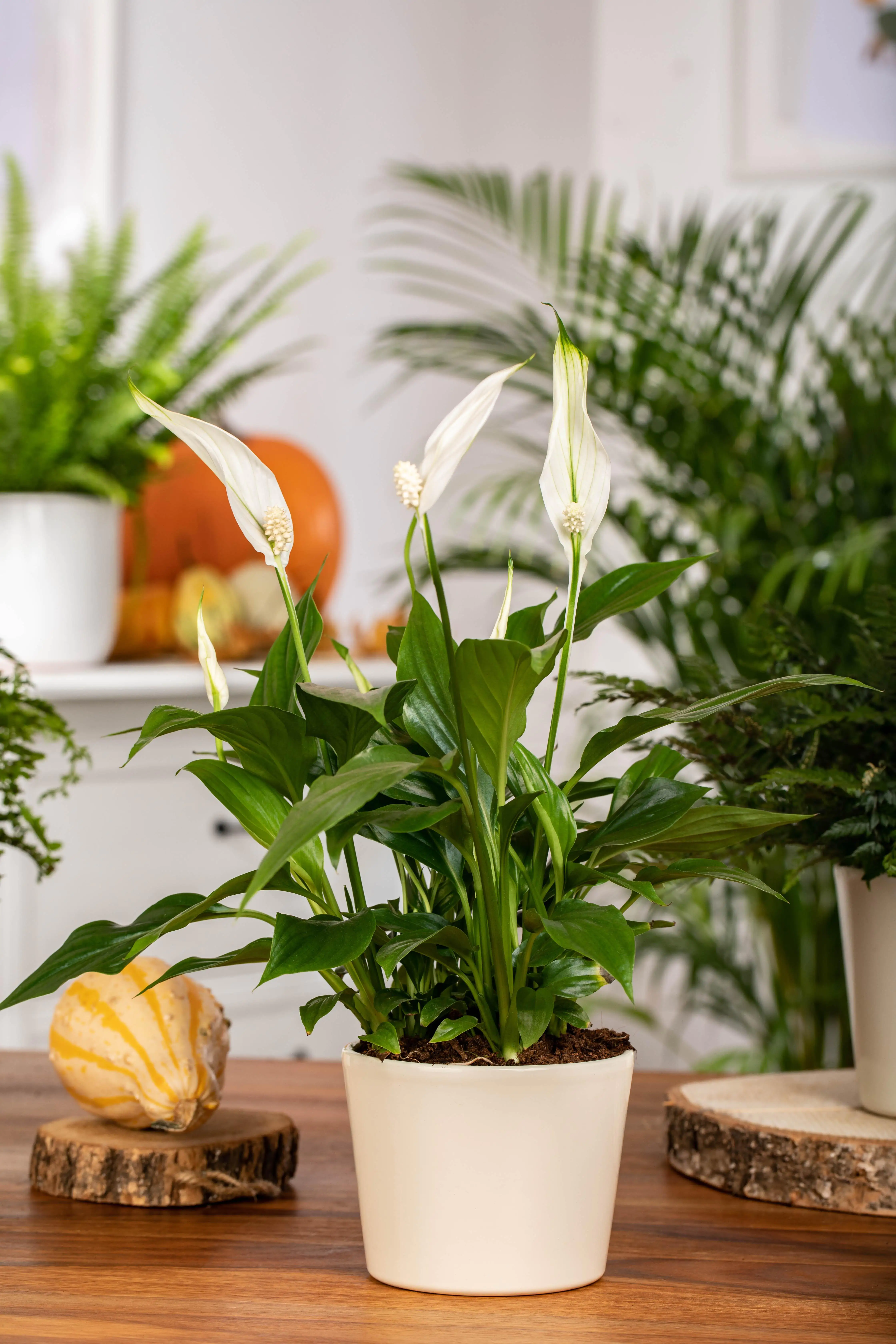 8717929508778_1 Spathiphyllum Vivaldi Friedenslilie 70 cm 17 cm Topf