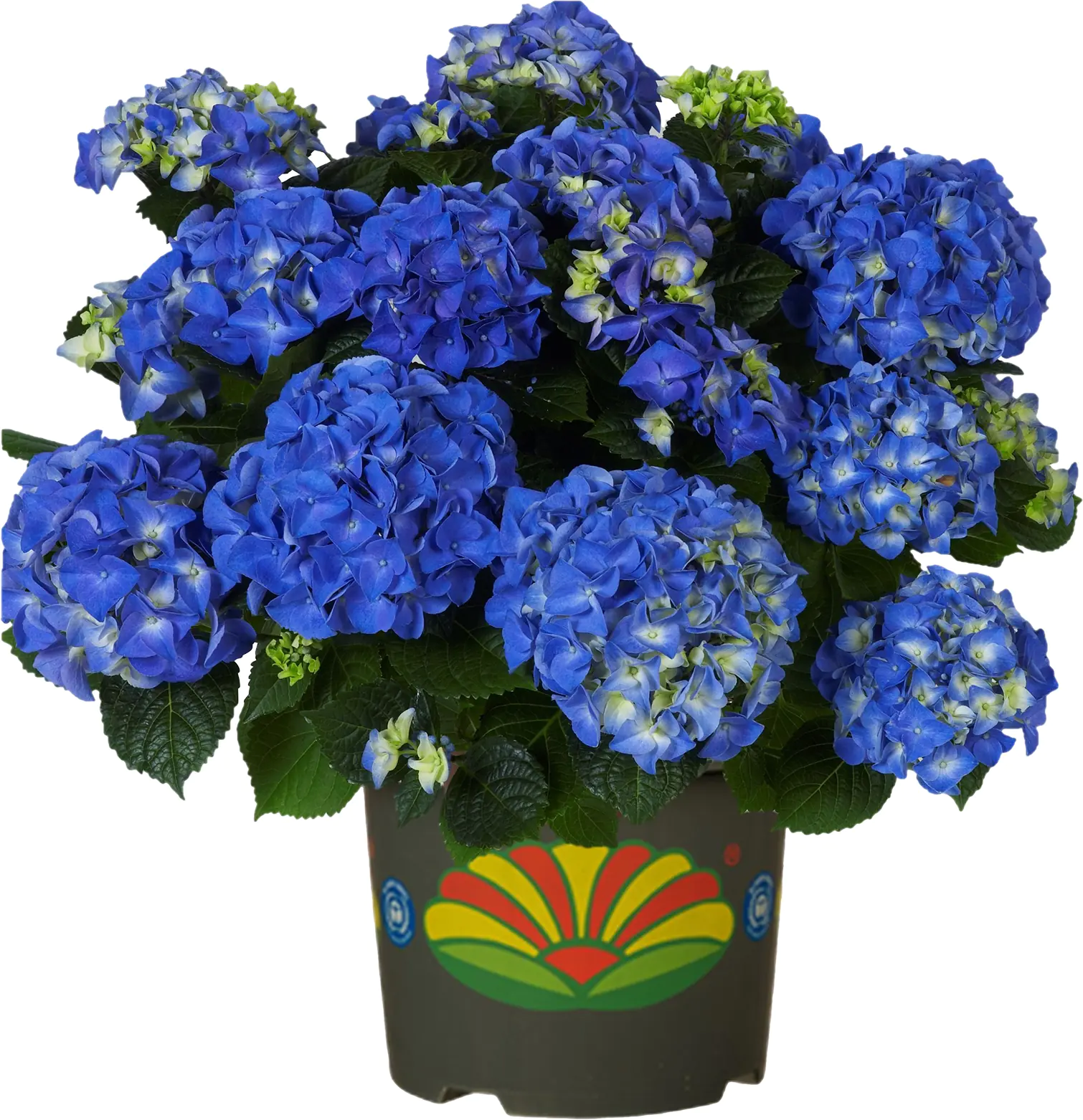Freiland-Hortensie Hydrangea macrophylla 23 cm Topf Freiland-Hortensie Hydrangea macrophylla 23 cm Topf