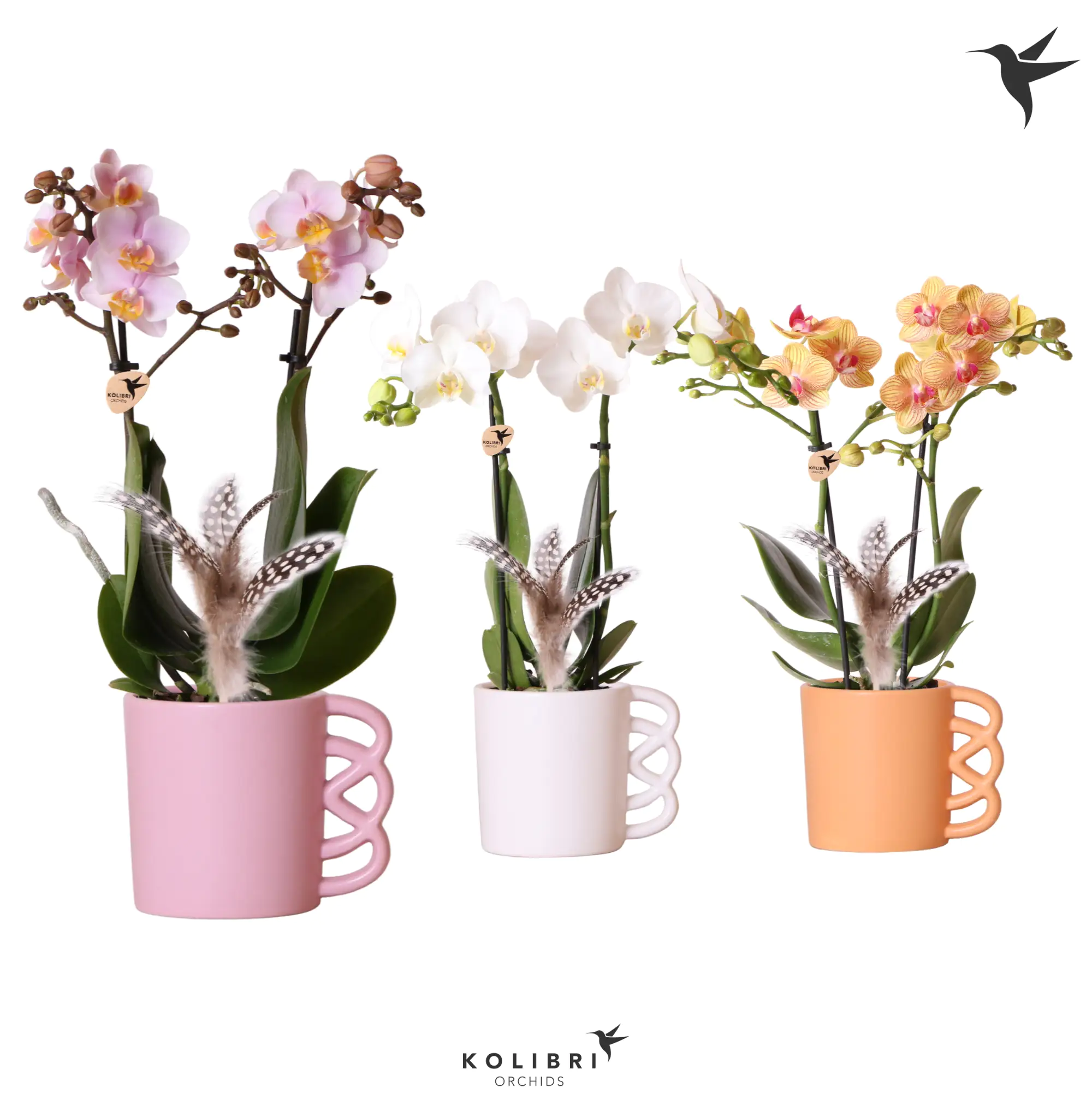 Arrangement Indoor Phalaenopsis Orchideen 2 Trieber 9 cm Keramiktopf