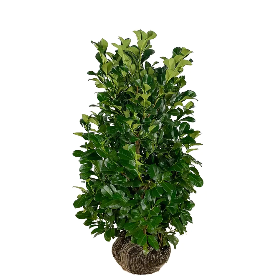 Kirschlorbeer Etna Prunus laur. Etna H 120 - 140 cm, 15 Stück Kirschlorbeer Etna Prunus laur. Etna H 120 - 140 cm, 15 Stück