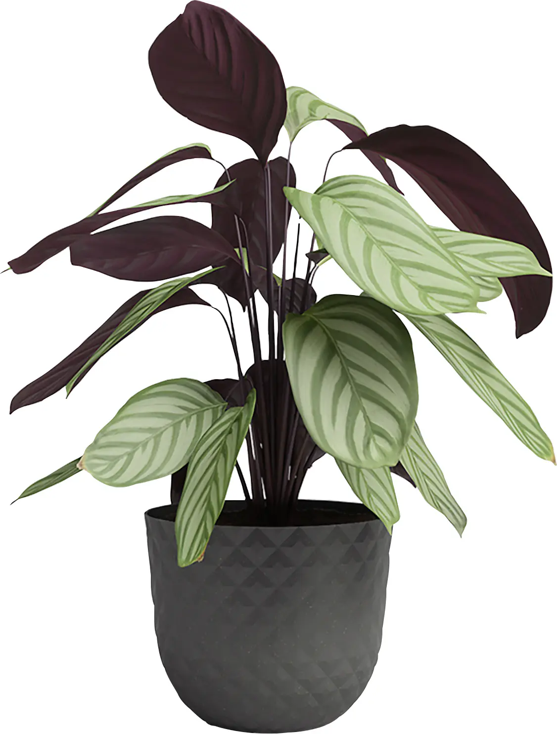 Artevasi Pflanztopf Havana Tropical Kunststoff schlammgrau matt Ø 40 x 33 cm