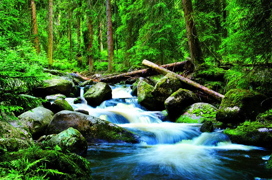 papermoon Vlies- Fototapete Digitaldruck 250 x 180 cm Deep Forrest