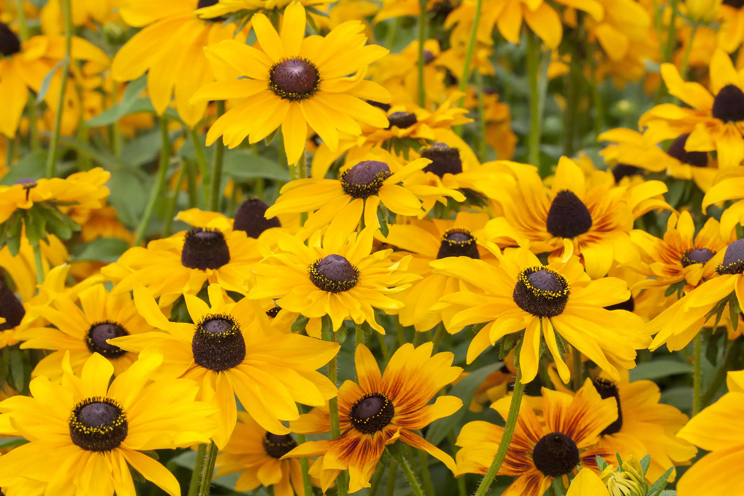 4016522026752_01 Sonnenhut Rudbeckia 23 cm Topf
