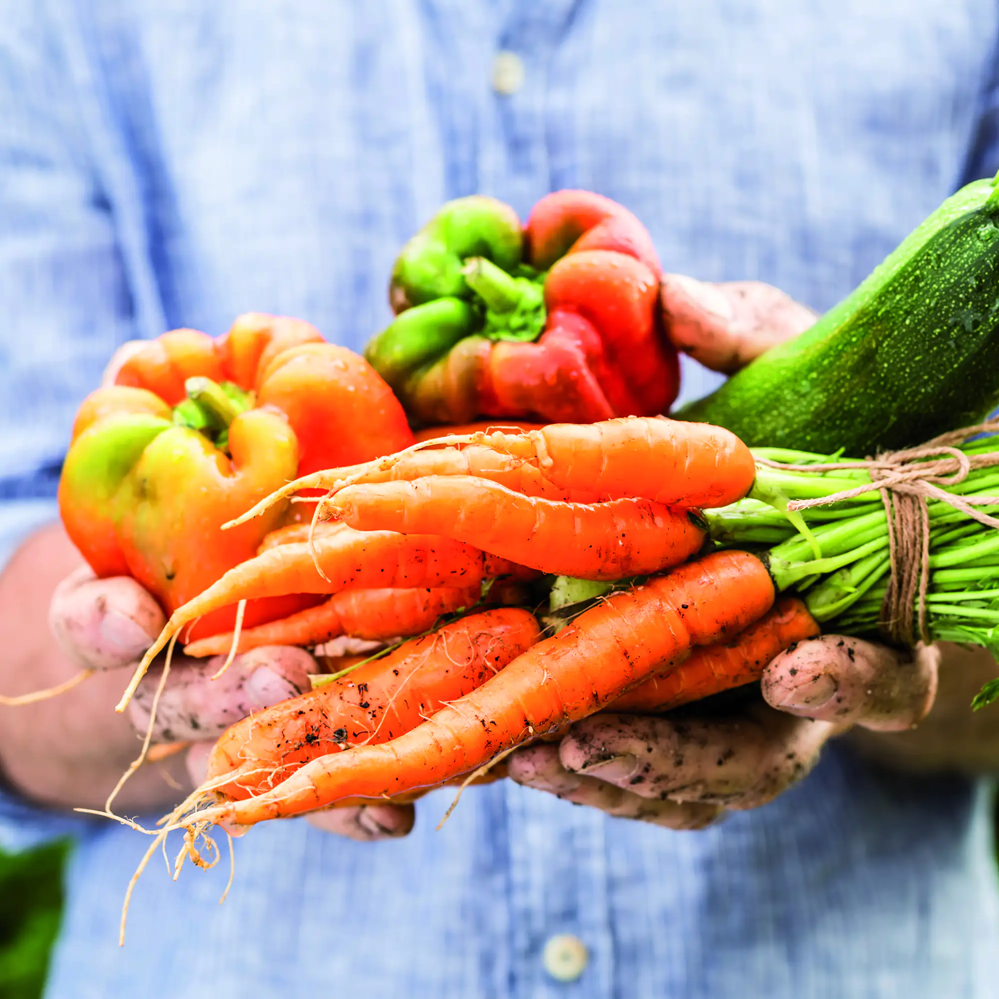 Westland New Horizon torffreie Gemüseerde 40 l