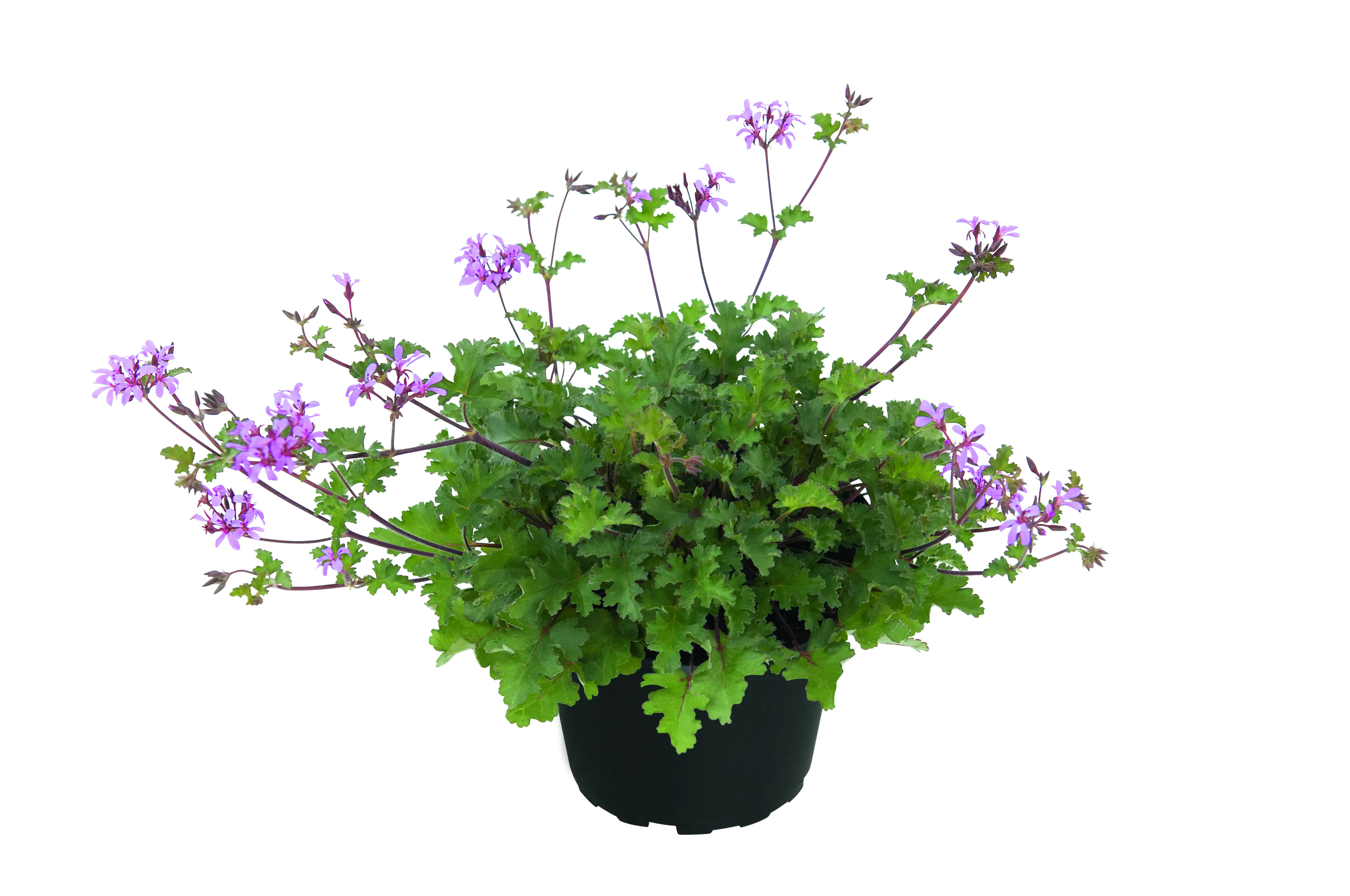 Duftgeranie Pelargonium Pinki Pinks 17 cm Topf