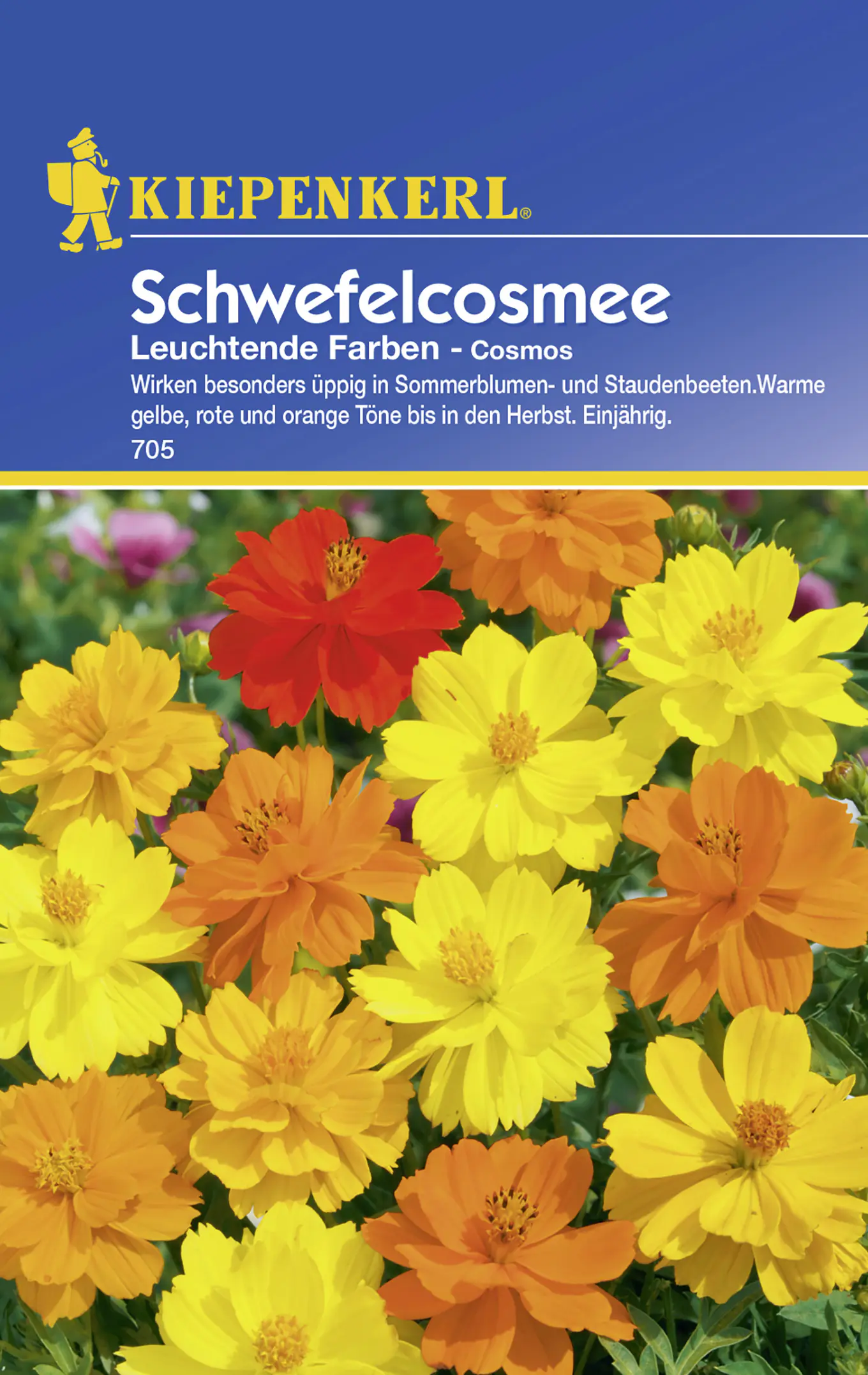 Kiepenkerl Schwefelcosmee Leuchtende Farben Cosmos sulphureus, Inhalt: ca. 30 Pflanzen