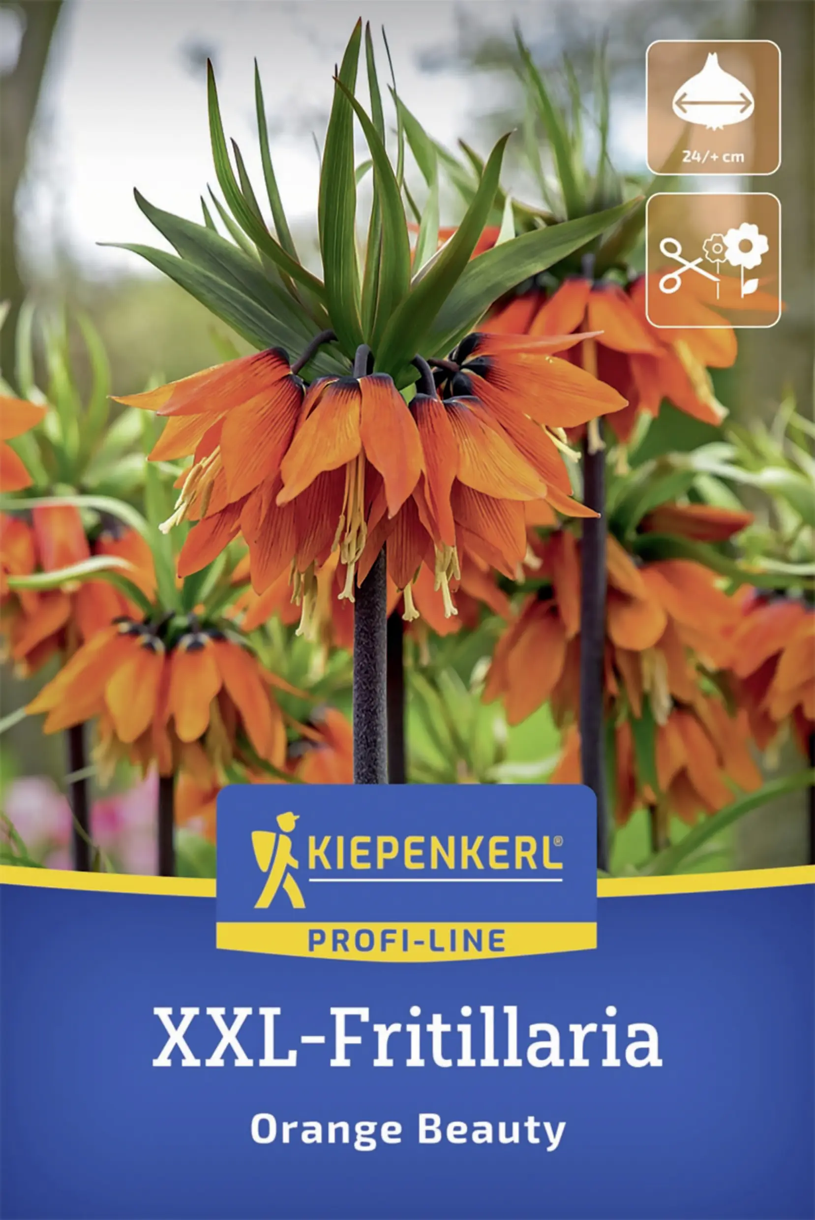 Kiepenkerl Kaiserkrone Orange Beauty orange 1 Stück