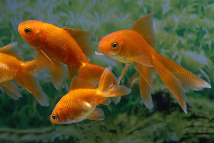 Teichfisch Schleierschwanz rot 4 - 6 cm Carassius auratus
