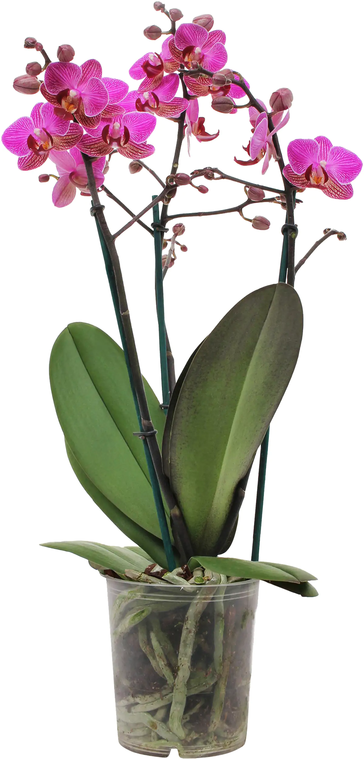 Orchidee Phalaenopsis Multiflora 50 cm hoch, 12 cm Topf Orchidee Phalaenopsis Multiflora 50 cm hoch, 12 cm Topf