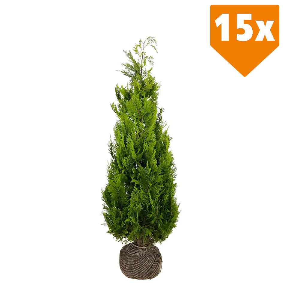Gelbe Säulenzypresse Cham. law. Ivonne H 160 - 180 cm, 15 Stück