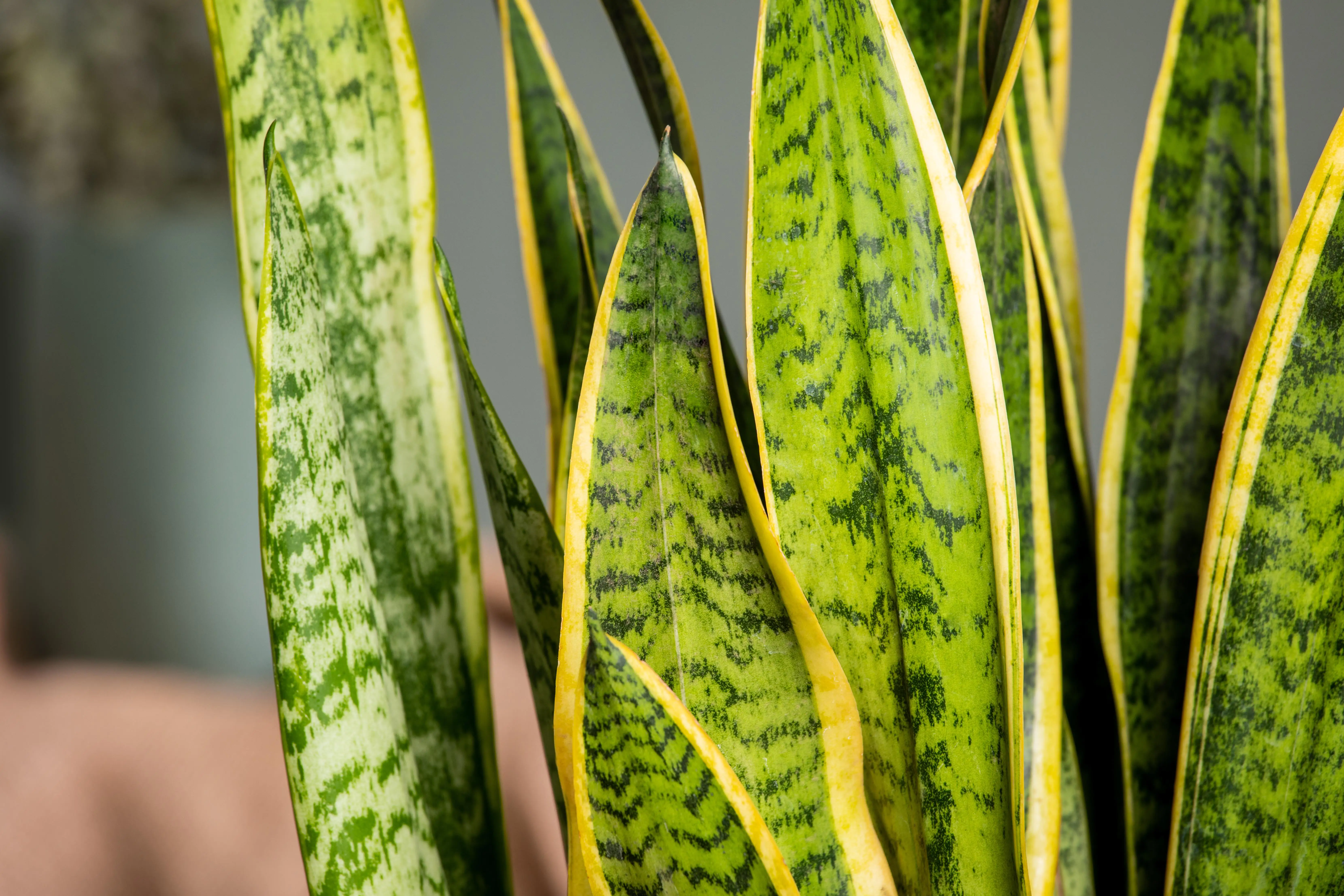Bogenhanf Sansevieria Laurentii H ca. 50 cm 14 cm Topf