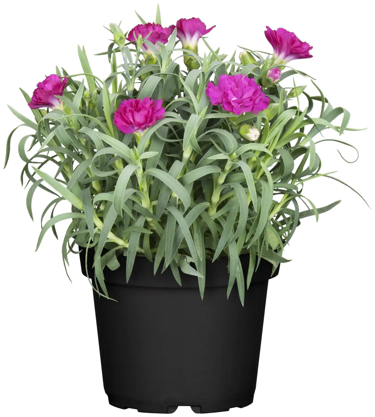 Nelke Dianthus H ca 15 cm 10,5 cm Topf