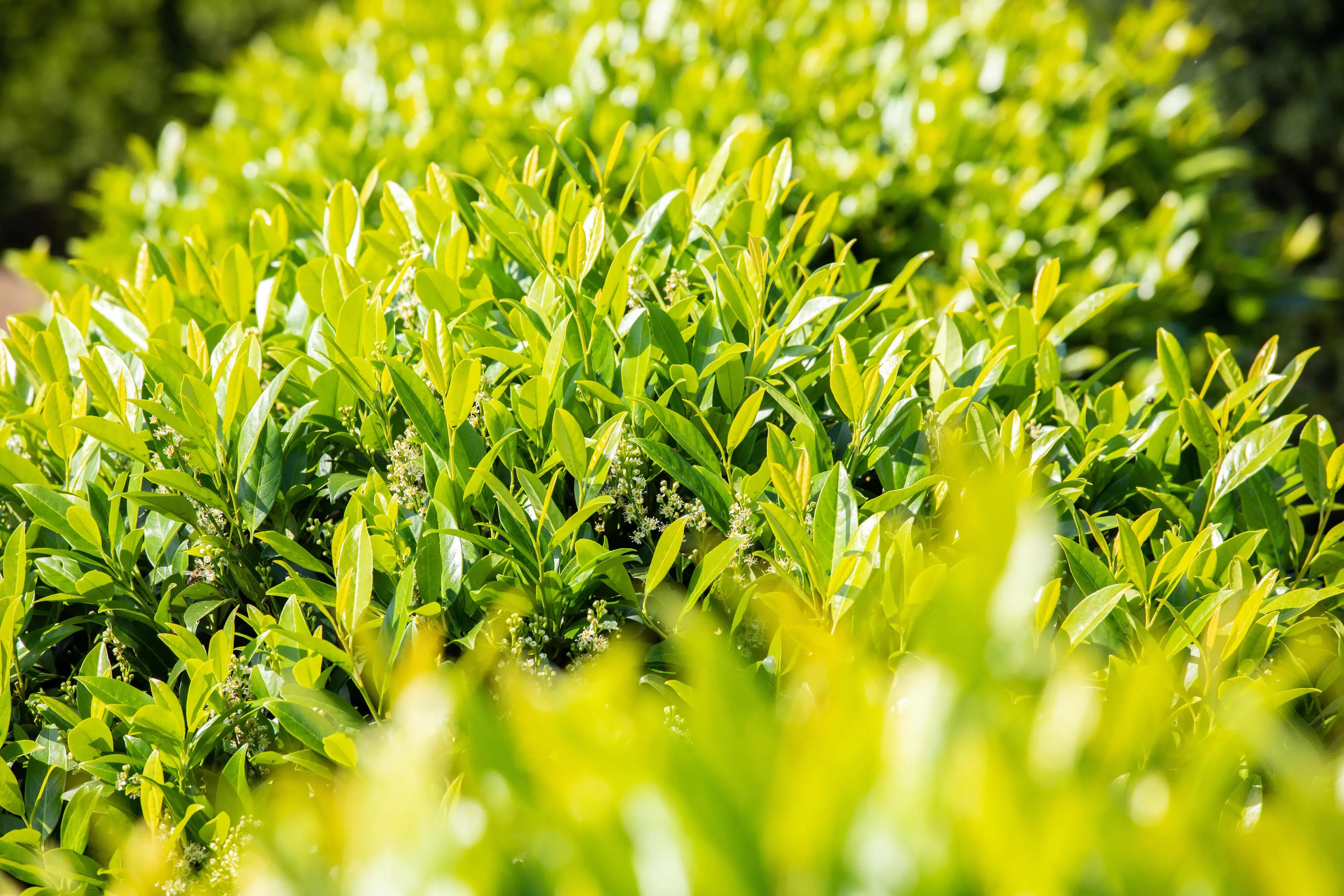 Kirschlorbeer Caucasica Prunus laur. Caucasica H 150 - 175 cm, 15 Stück