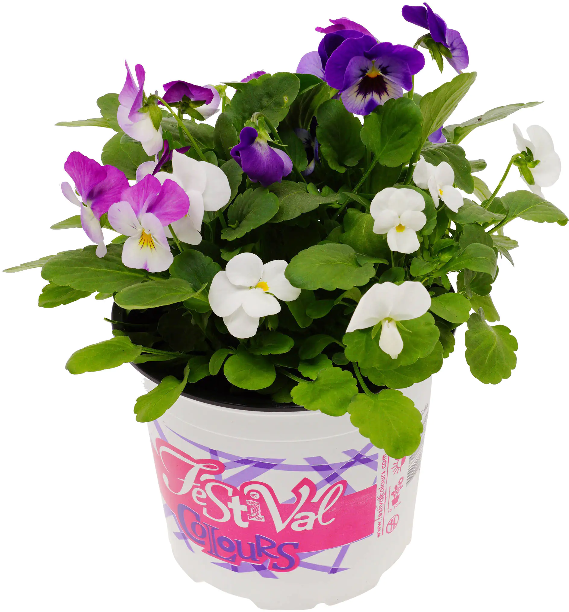 8717432342098_01 Hornveilchen Viola Cornuta Festival Colours H 17 cm 12 cm Topf
