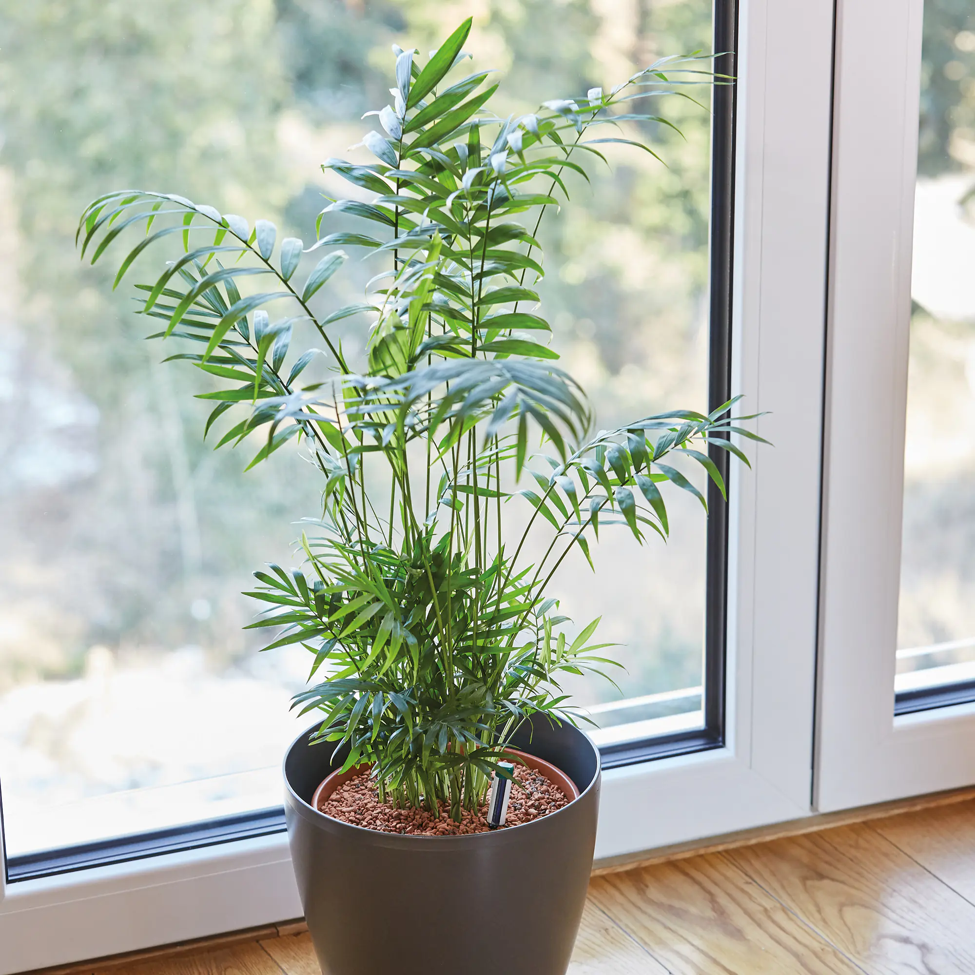 Seramis Spezial-Substrat für Palmen 15 L