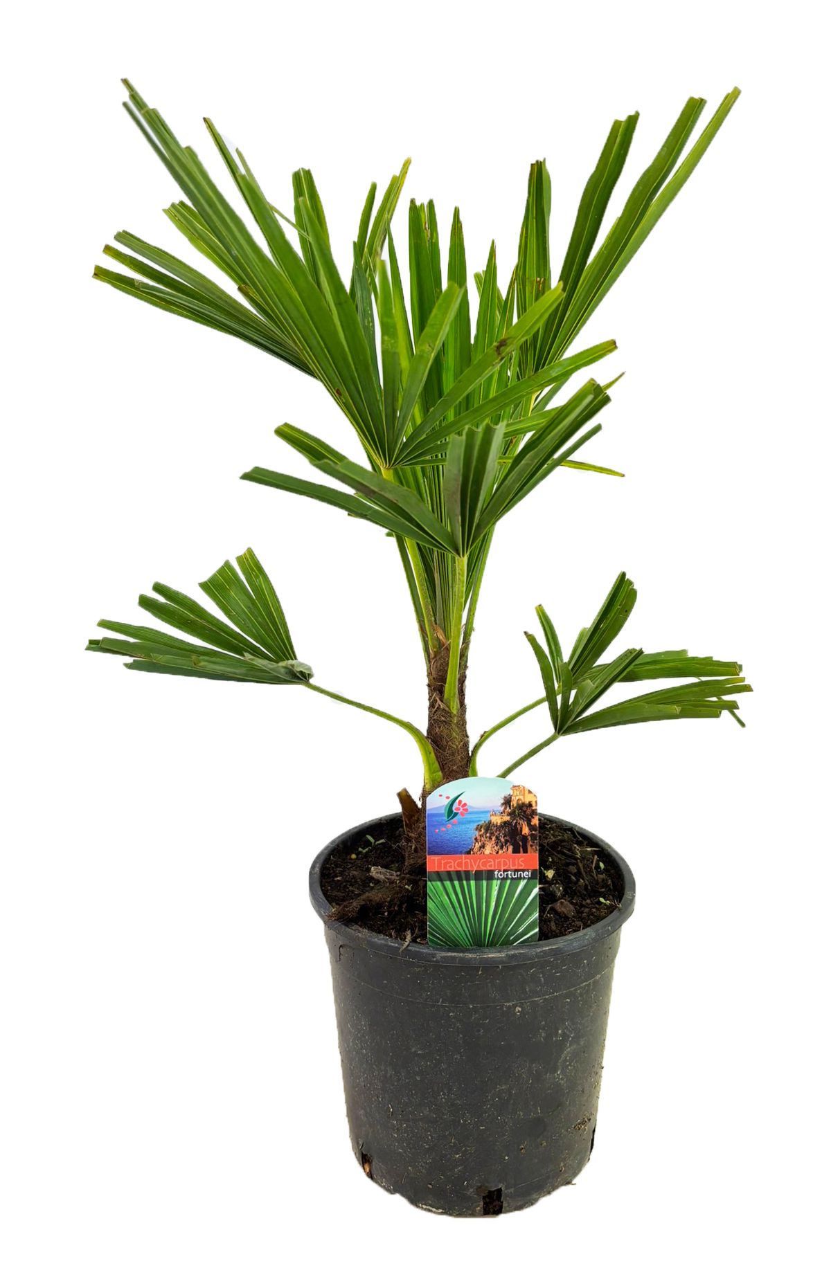 Hanfpalme Trachycarpus fortunei H 60 cm, Topf 19 cm