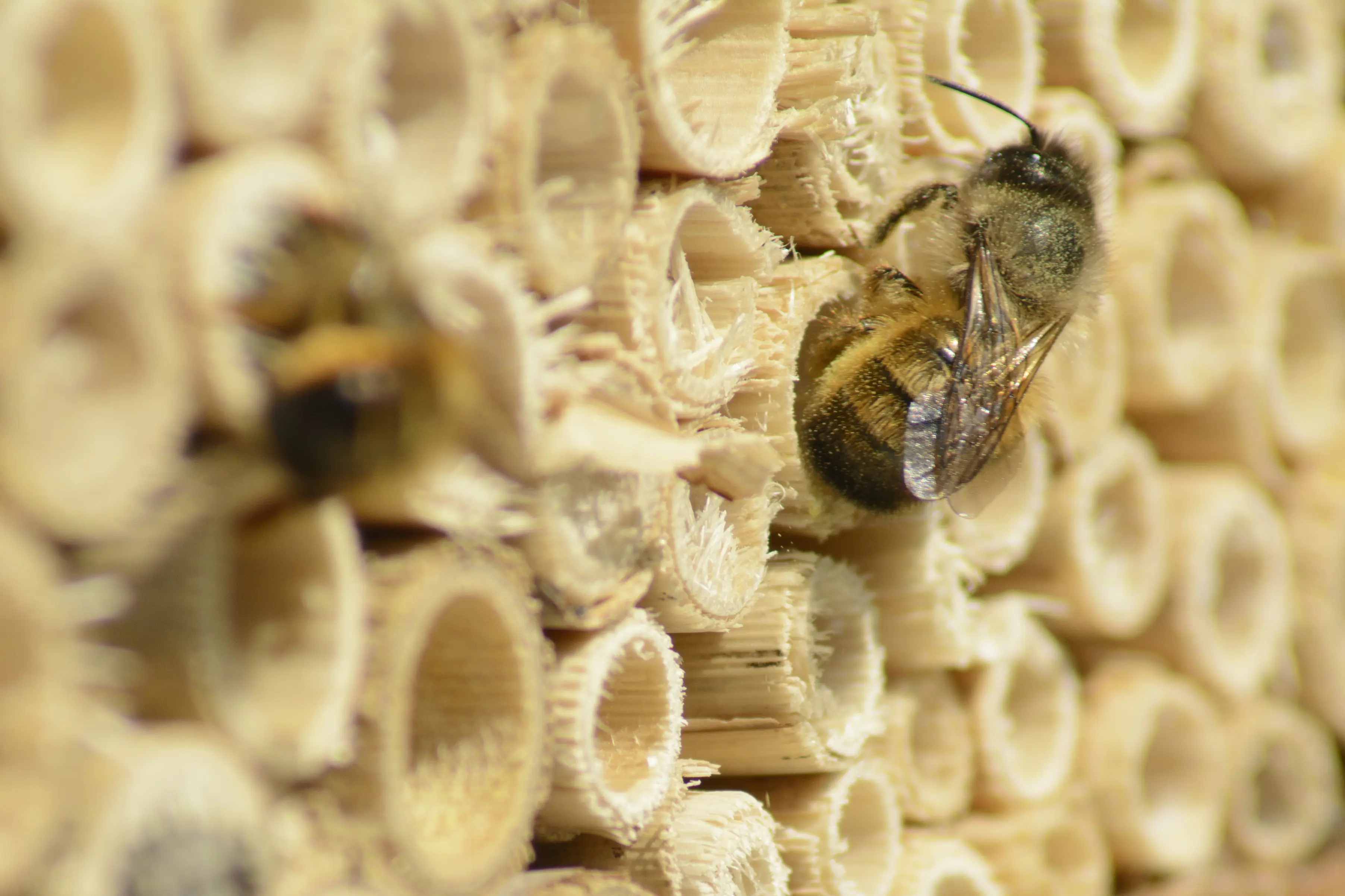 Dobar Insektenhotel 15,5 x 12 x 19,5 cm