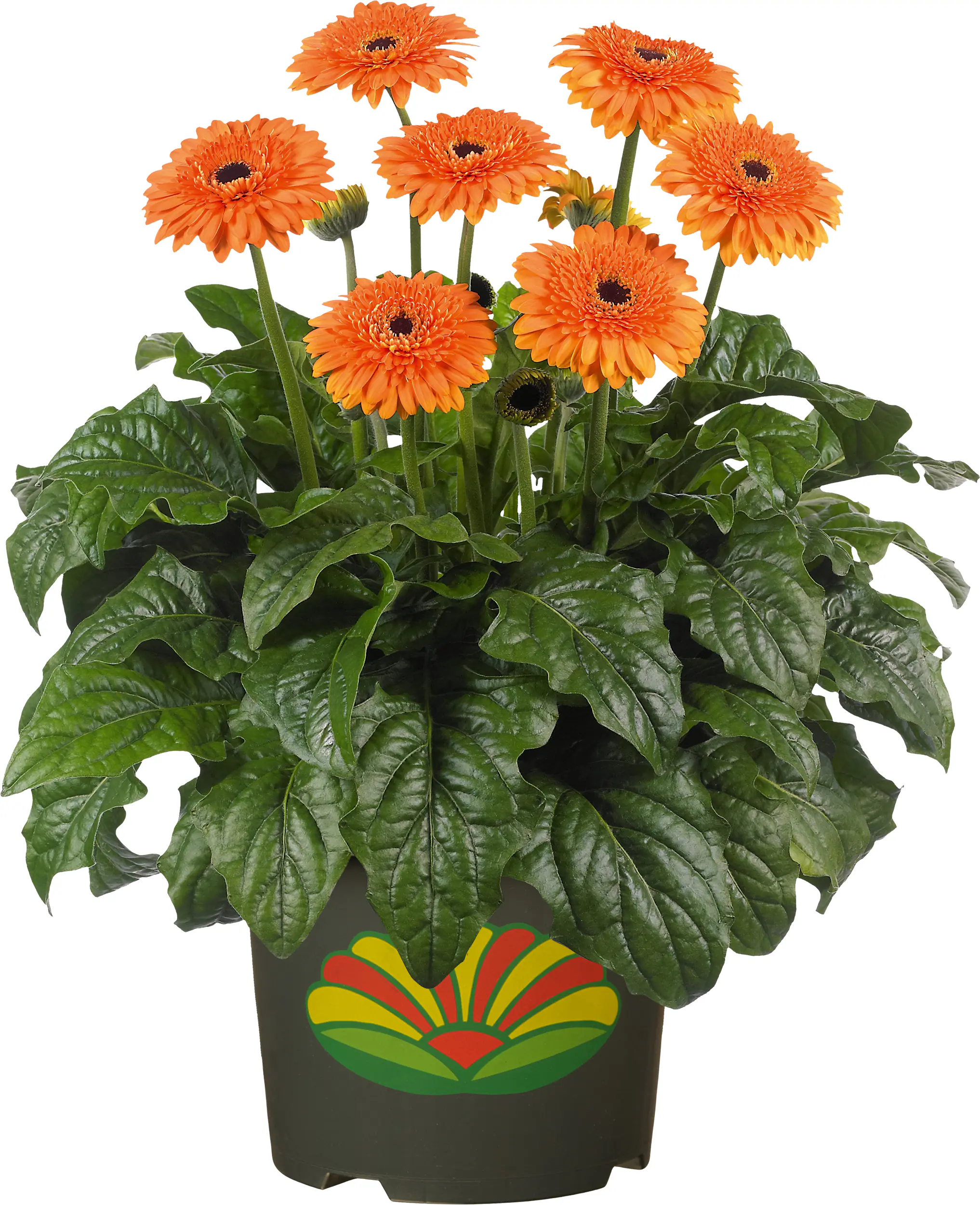 Gerbera in Sorten H 20 cm + 5 L Container Gerbera in Sorten H 20 cm + 5 L Container