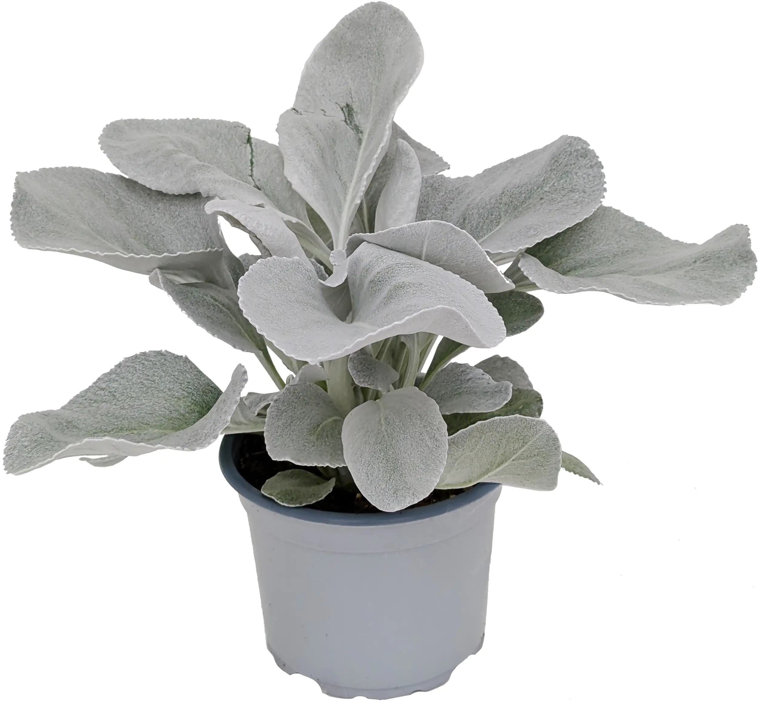 Geiskraut Senecio candicans Angel Wings 17 cm Topf