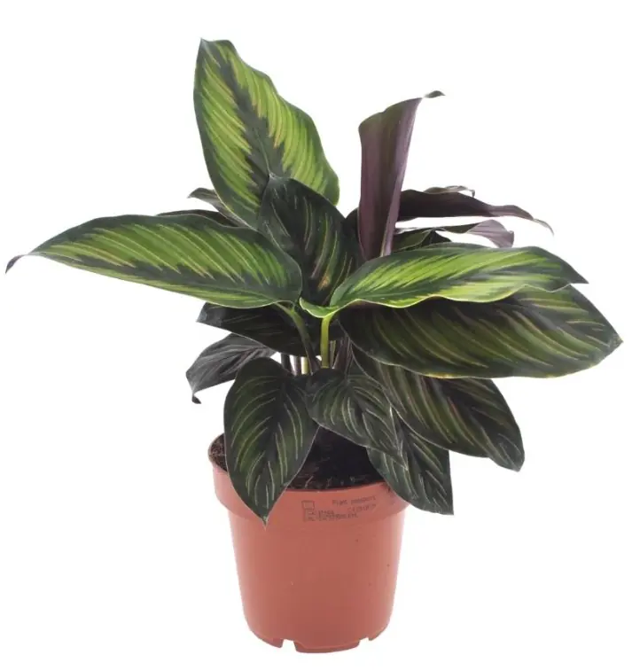 Korbmarante Calathea Beauty Star H 25 cm, 12 cm Topf