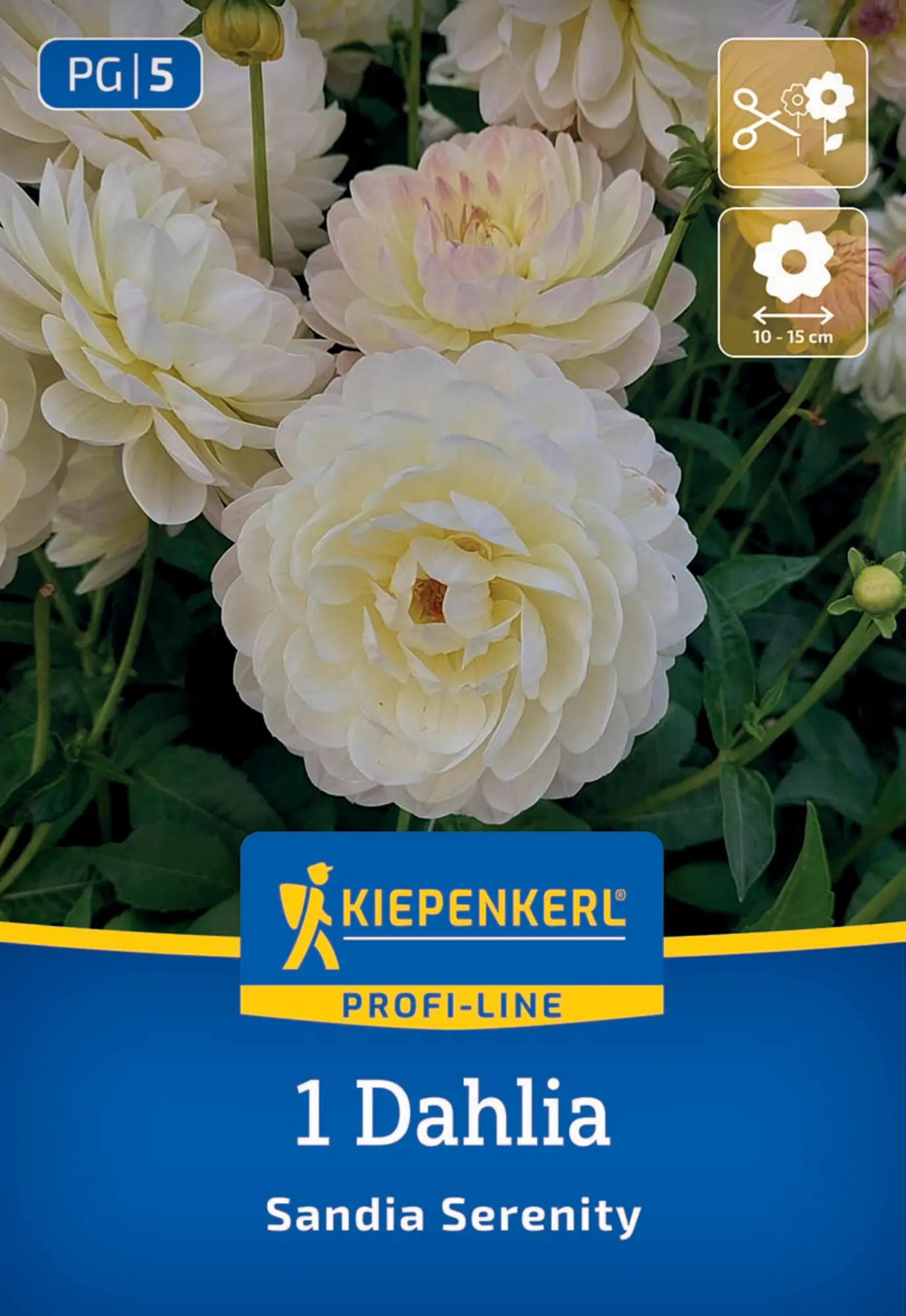 Kiepenkerl Profi-Line Frühjahrsblumenzwiebel Dekorative Dahlie Sandia Serenity 1 Stück